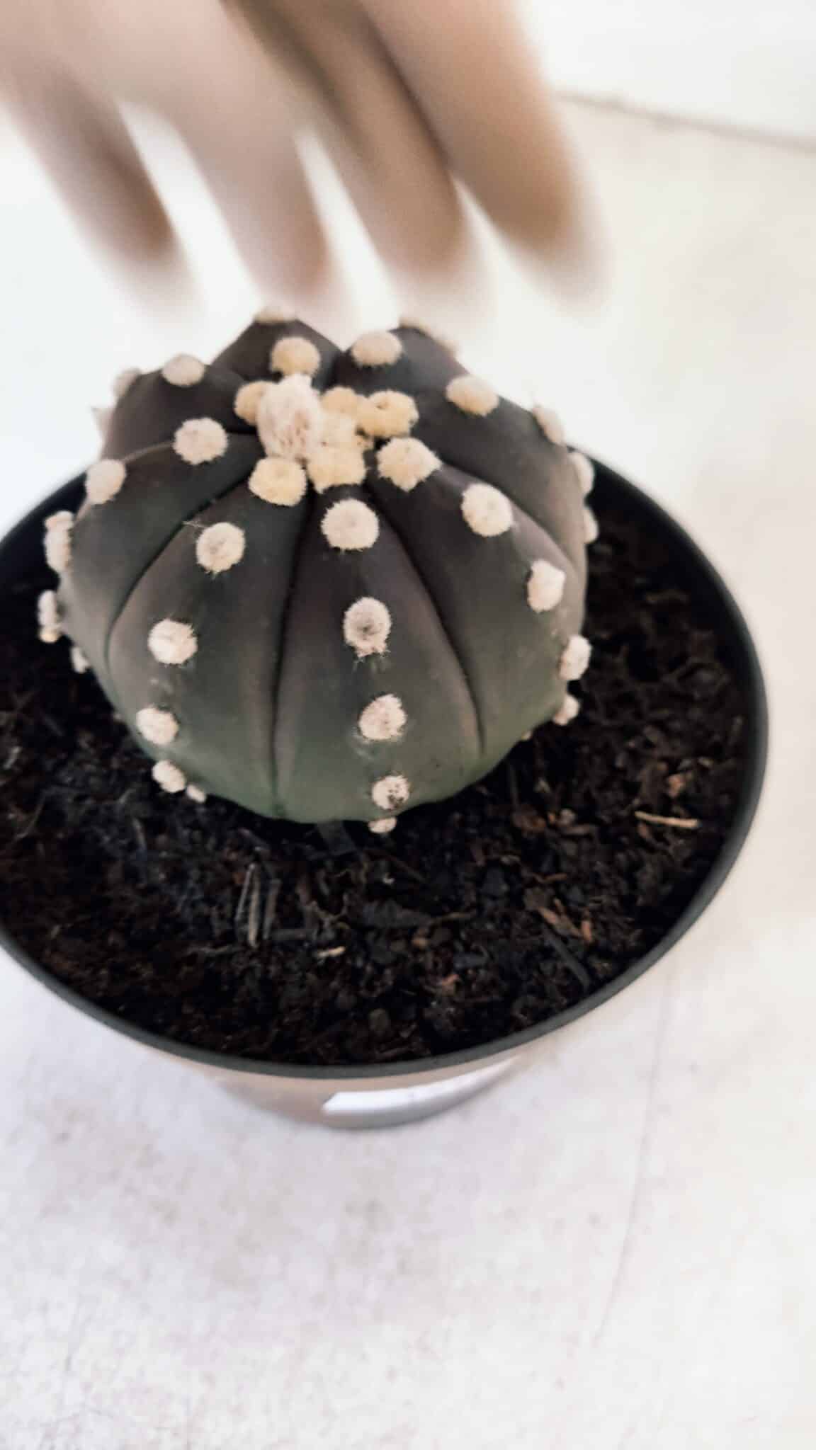 ASTROPHYTUM ASTERIAS “Purple”  Nº 876 – vaso 11