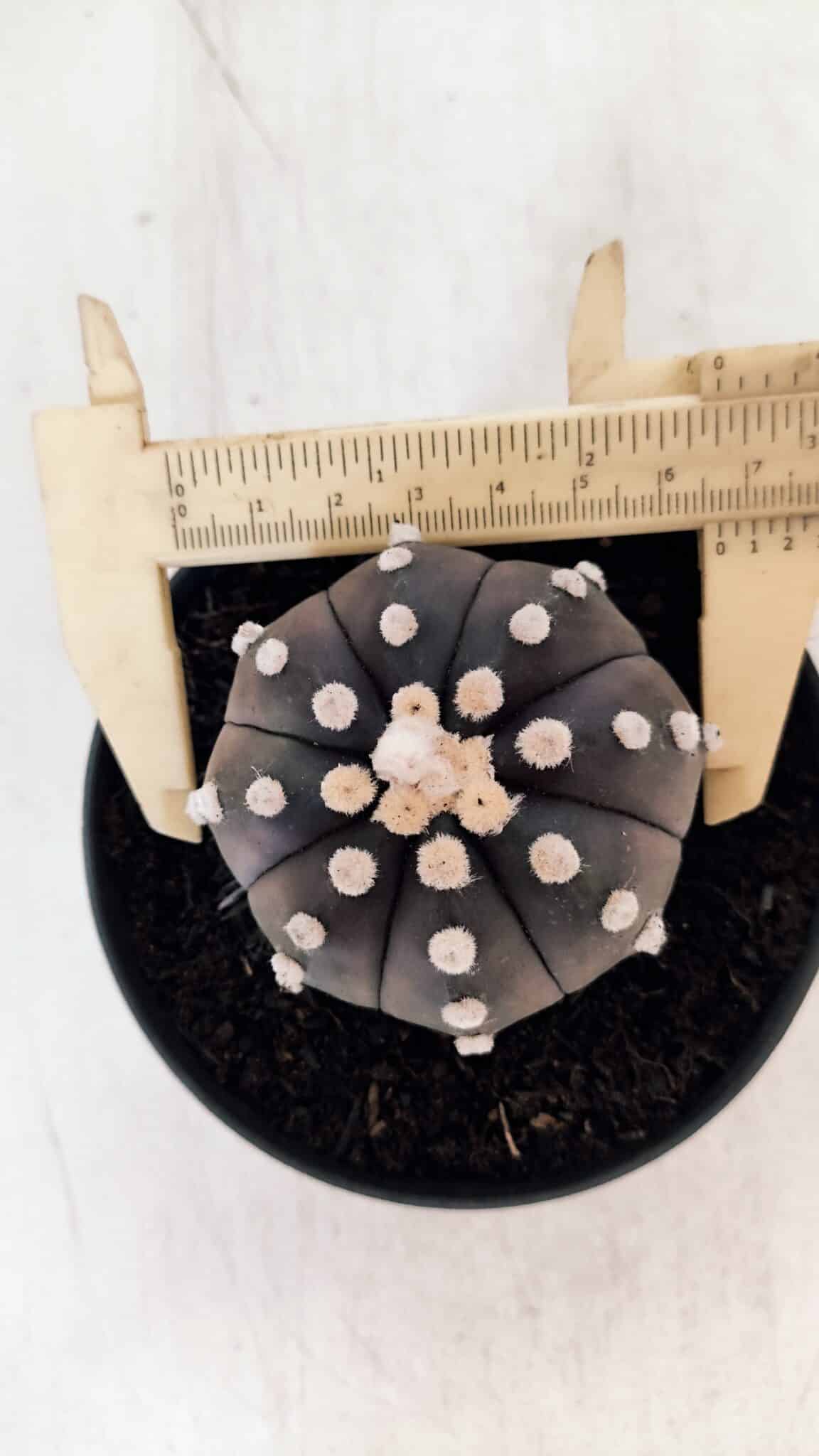 ASTROPHYTUM ASTERIAS “Purple”  Nº 876 – vaso 11