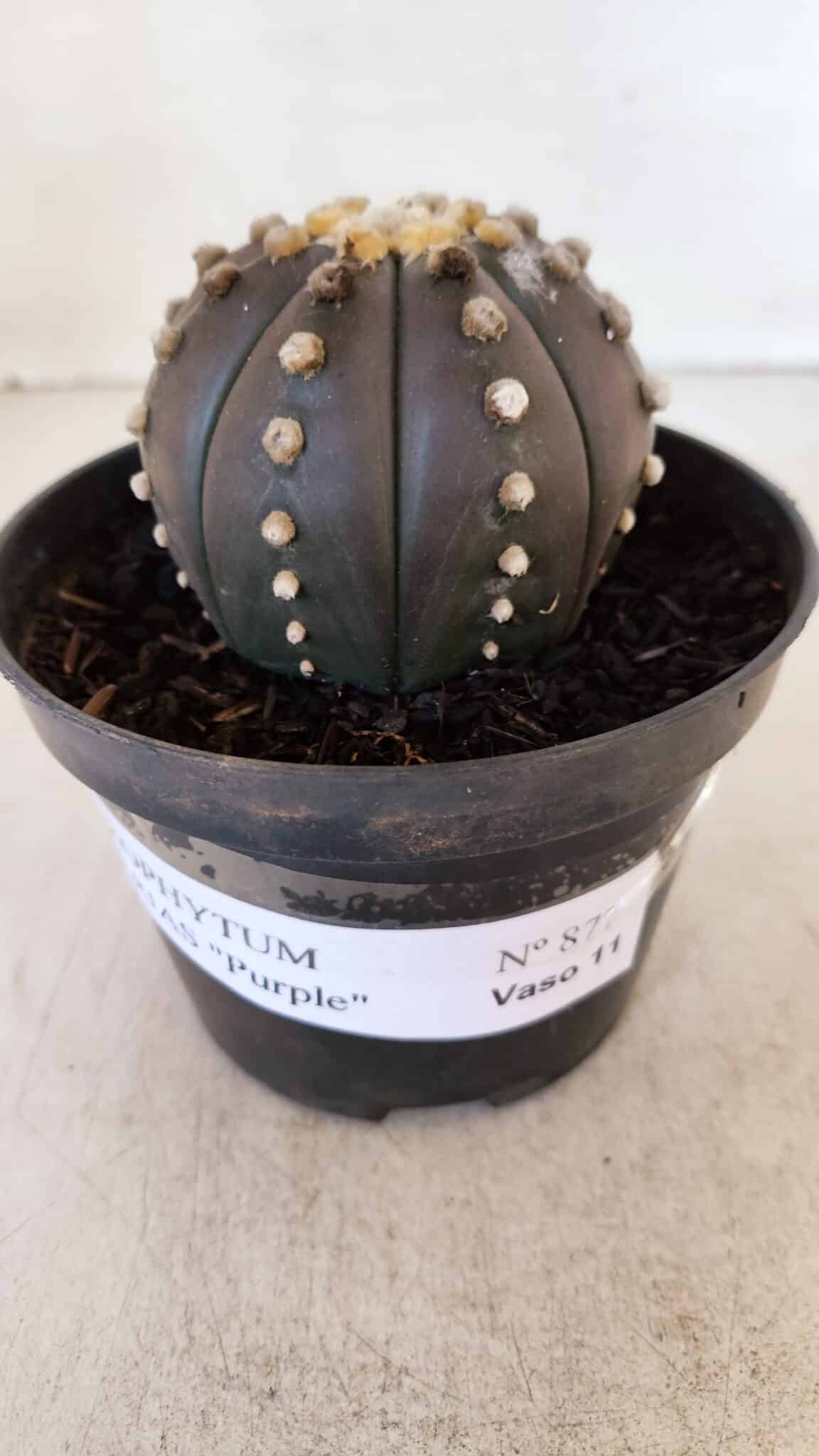 ASTROPHYTUM ASTERIAS “Purple”  Nº 877 – vaso 11