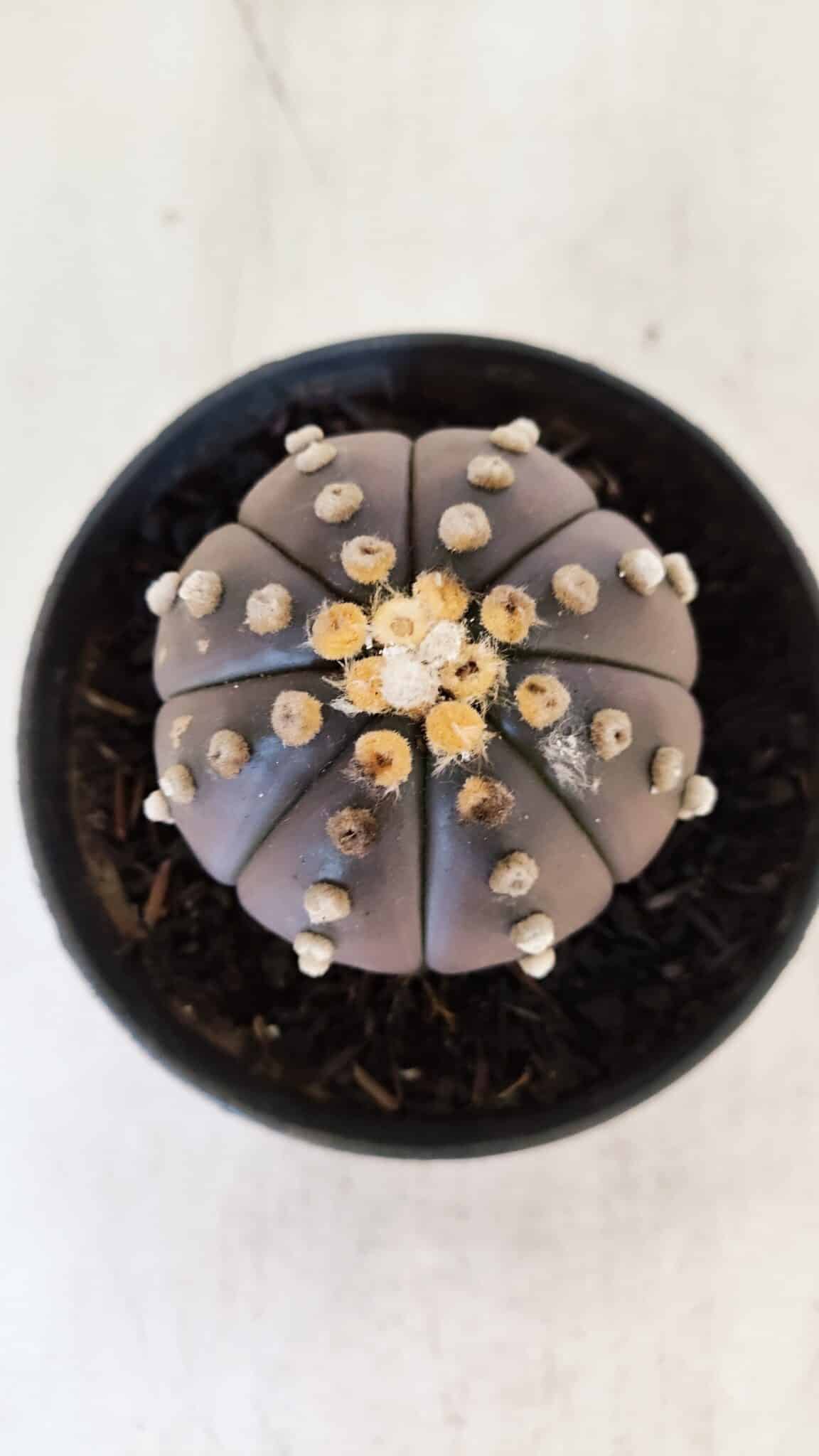 ASTROPHYTUM ASTERIAS “Purple”  Nº 877 – vaso 11