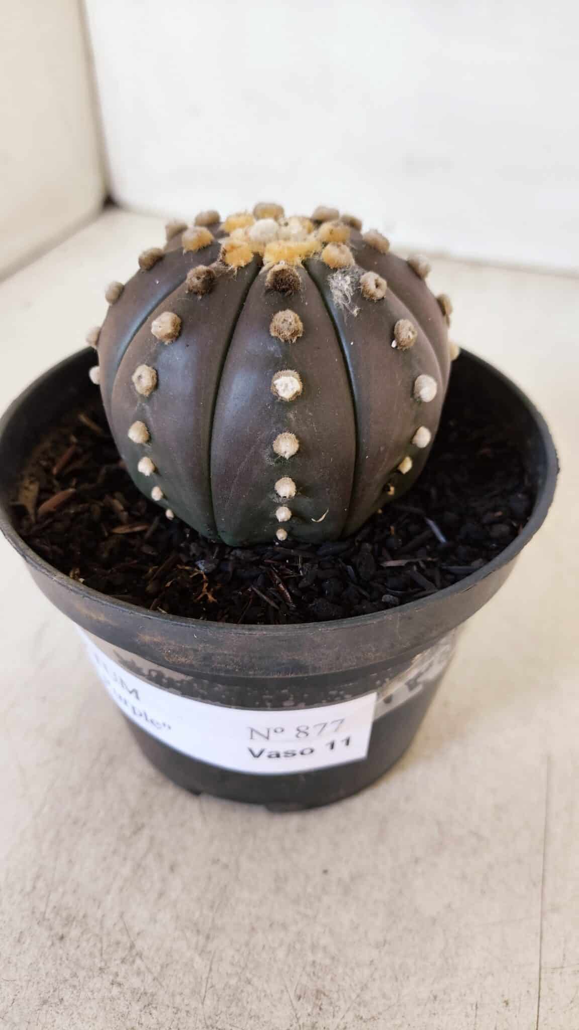 ASTROPHYTUM ASTERIAS “Purple”  Nº 877 – vaso 11