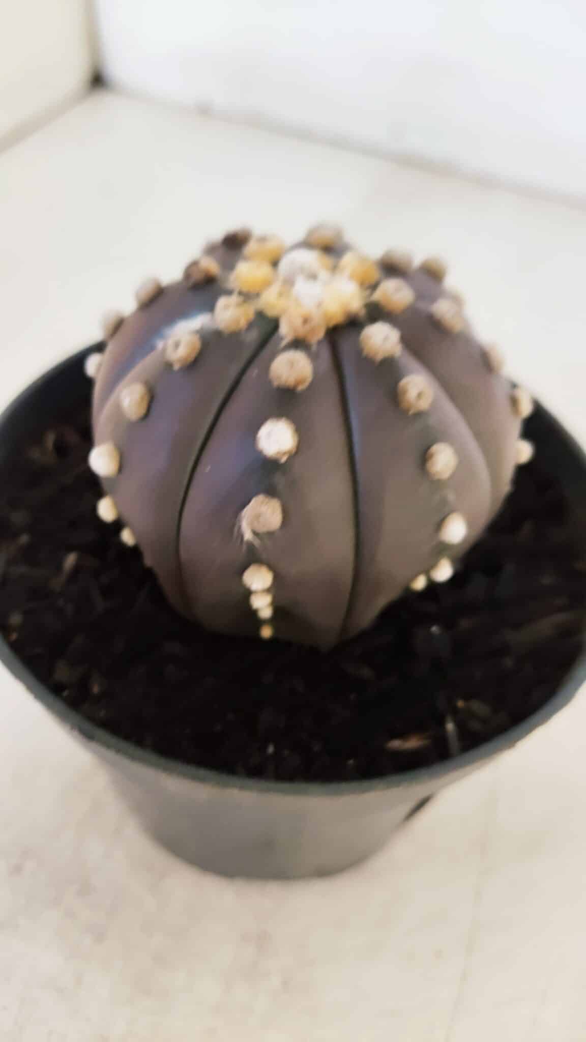 ASTROPHYTUM ASTERIAS “Purple”  Nº 877 – vaso 11