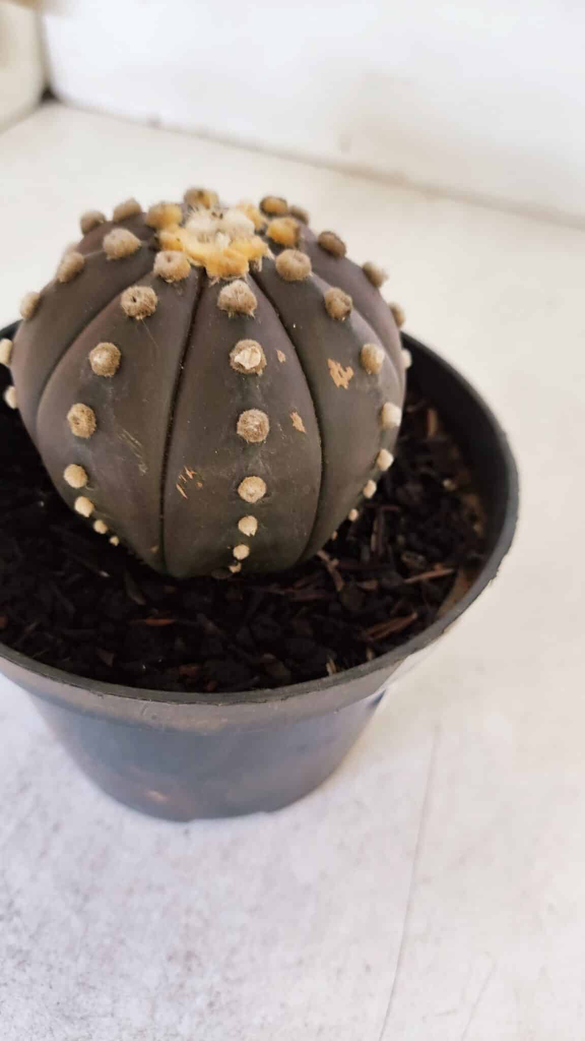 ASTROPHYTUM ASTERIAS “Purple”  Nº 877 – vaso 11
