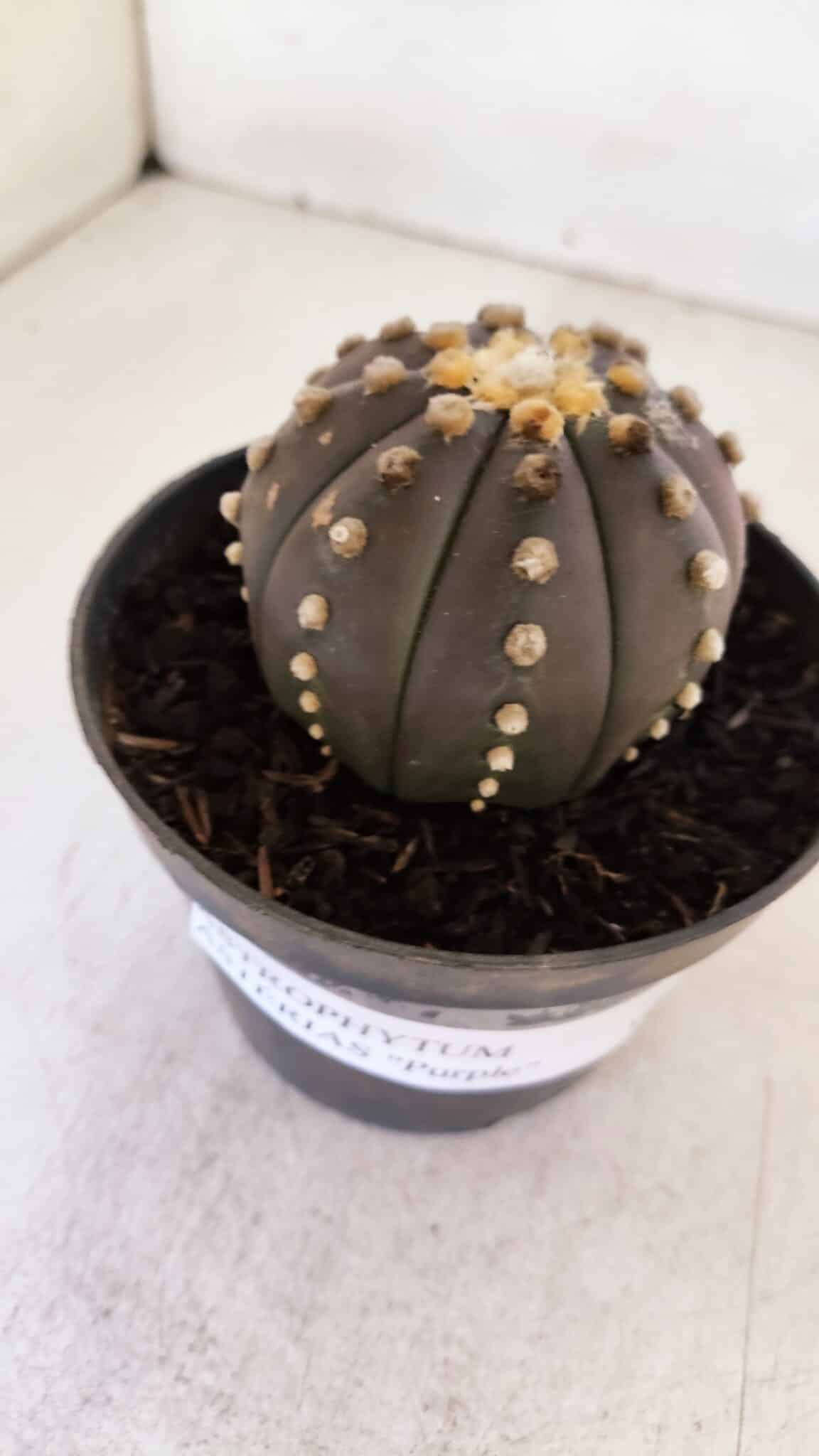 ASTROPHYTUM ASTERIAS “Purple”  Nº 877 – vaso 11