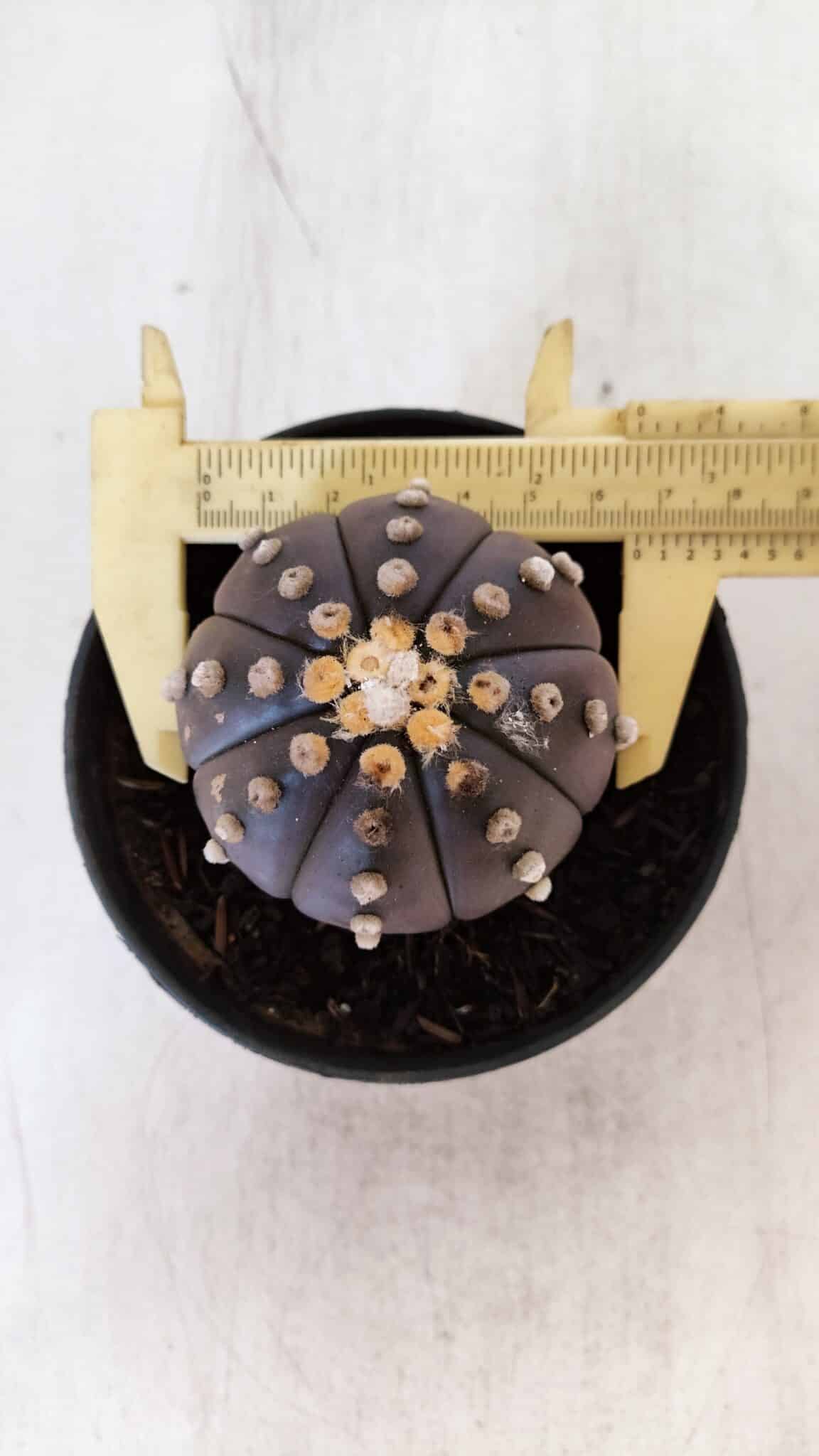 ASTROPHYTUM ASTERIAS “Purple”  Nº 877 – vaso 11