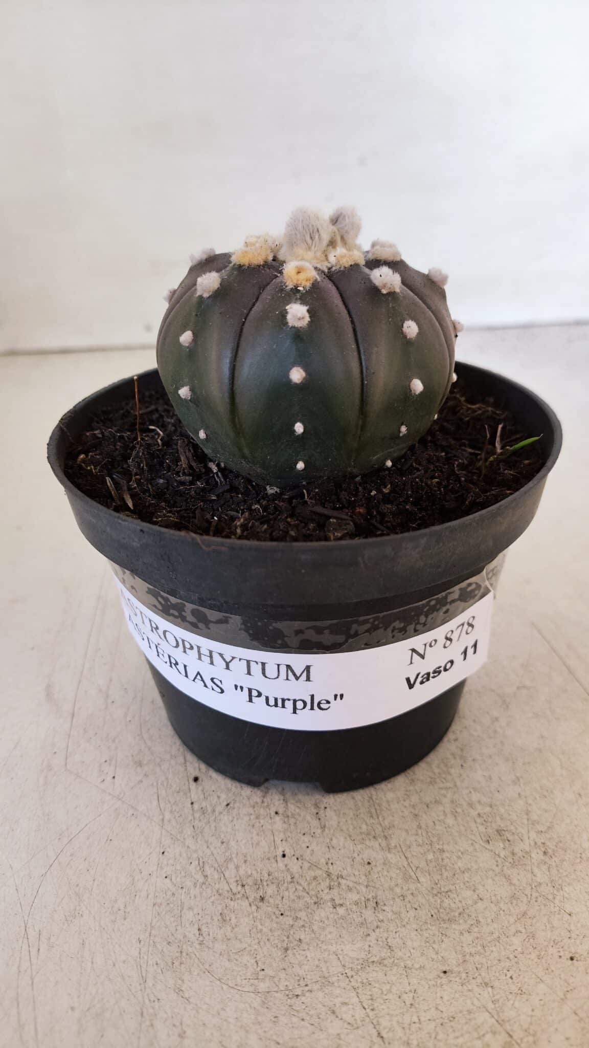 ASTROPHYTUM ASTERIAS “Purple”  Nº 878 – vaso 11