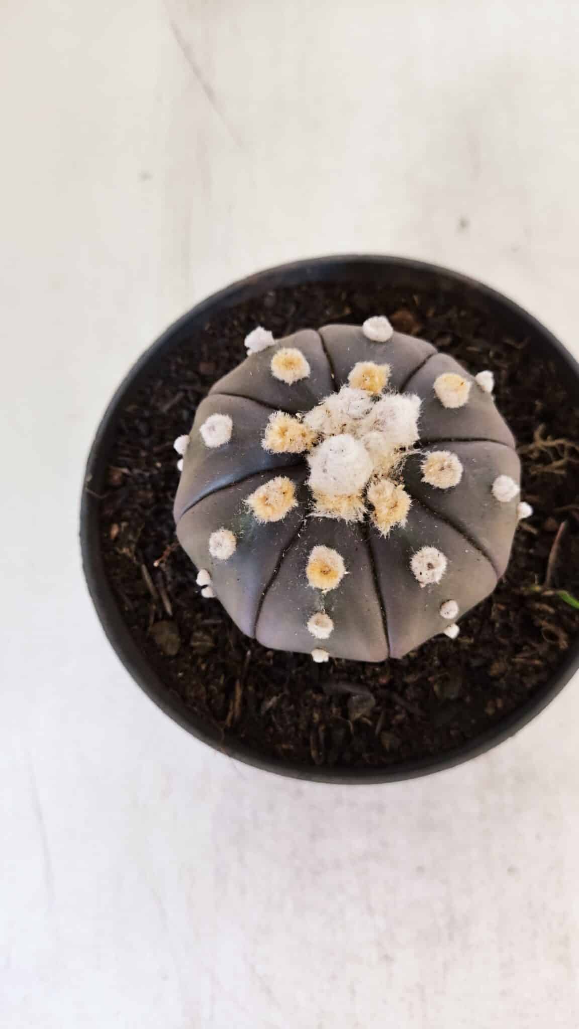 ASTROPHYTUM ASTERIAS “Purple”  Nº 878 – vaso 11