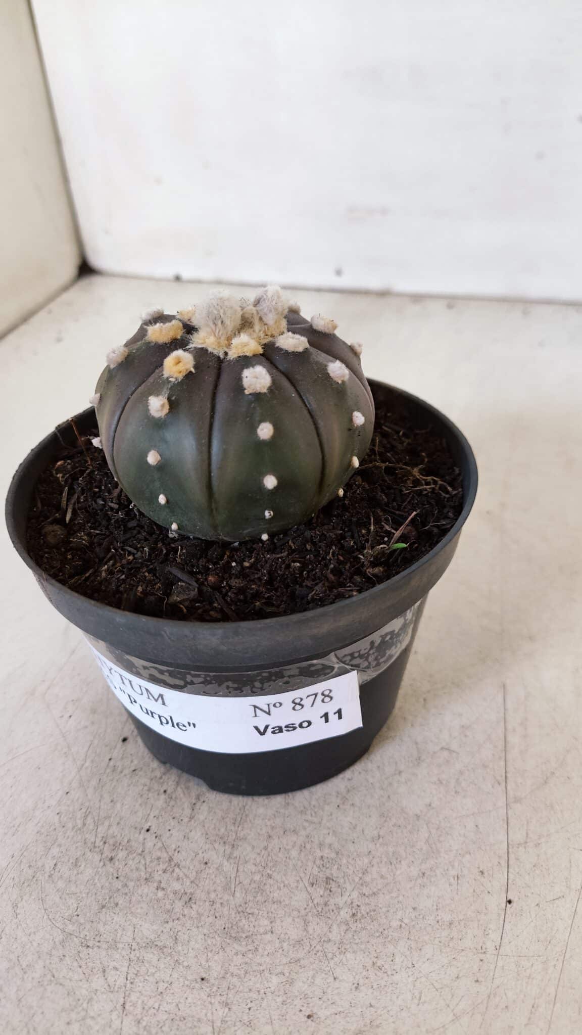 ASTROPHYTUM ASTERIAS “Purple”  Nº 878 – vaso 11
