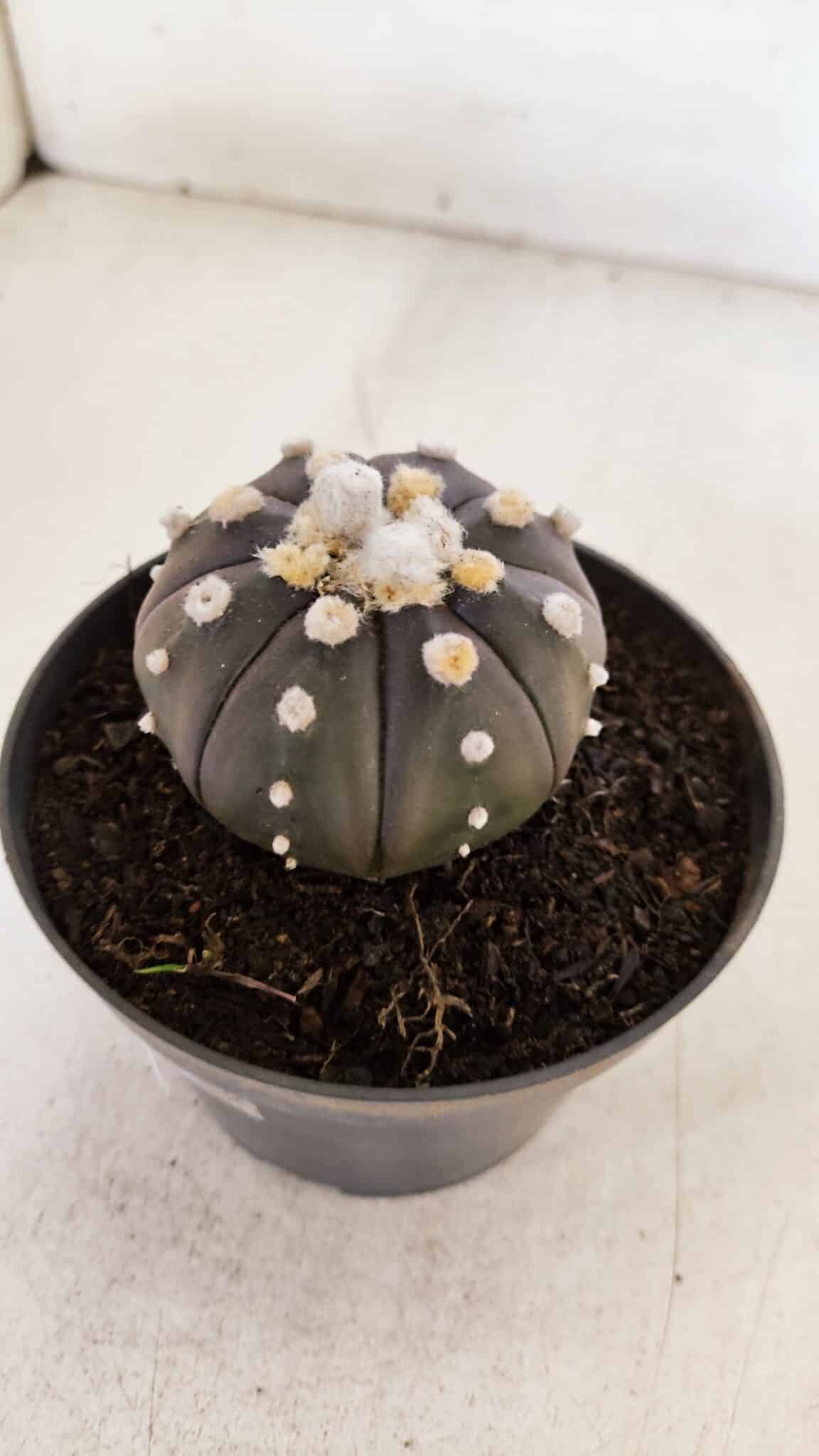 ASTROPHYTUM ASTERIAS “Purple”  Nº 878 – vaso 11