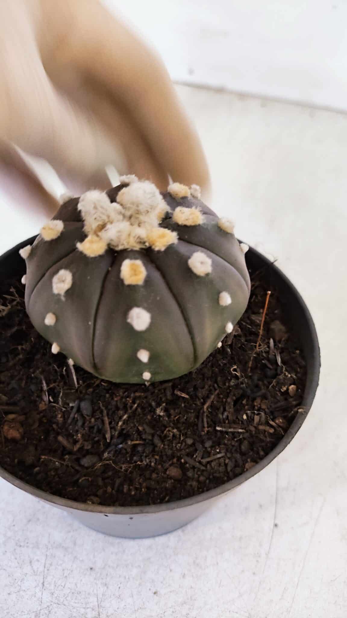 ASTROPHYTUM ASTERIAS “Purple”  Nº 878 – vaso 11