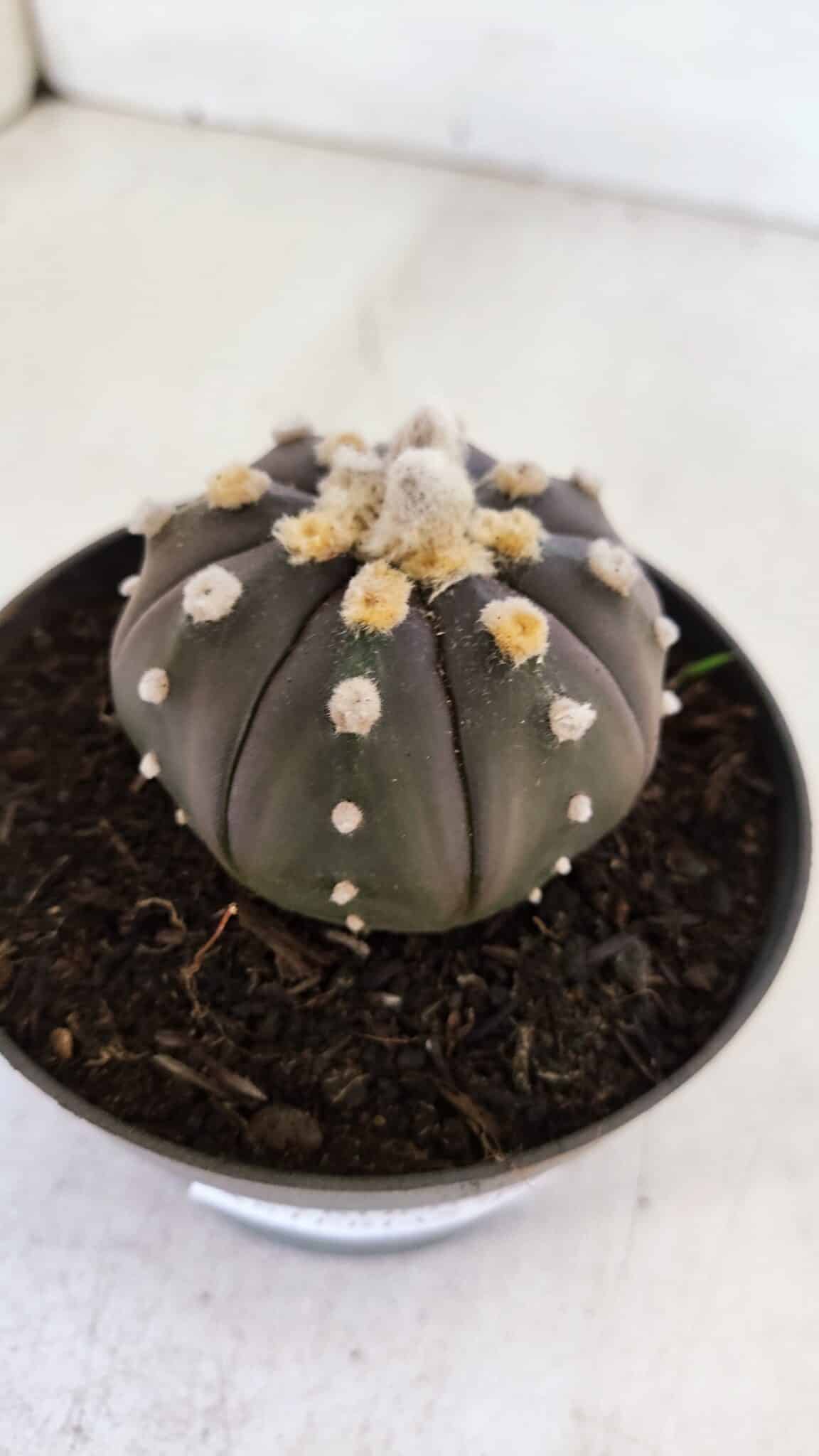 ASTROPHYTUM ASTERIAS “Purple”  Nº 878 – vaso 11