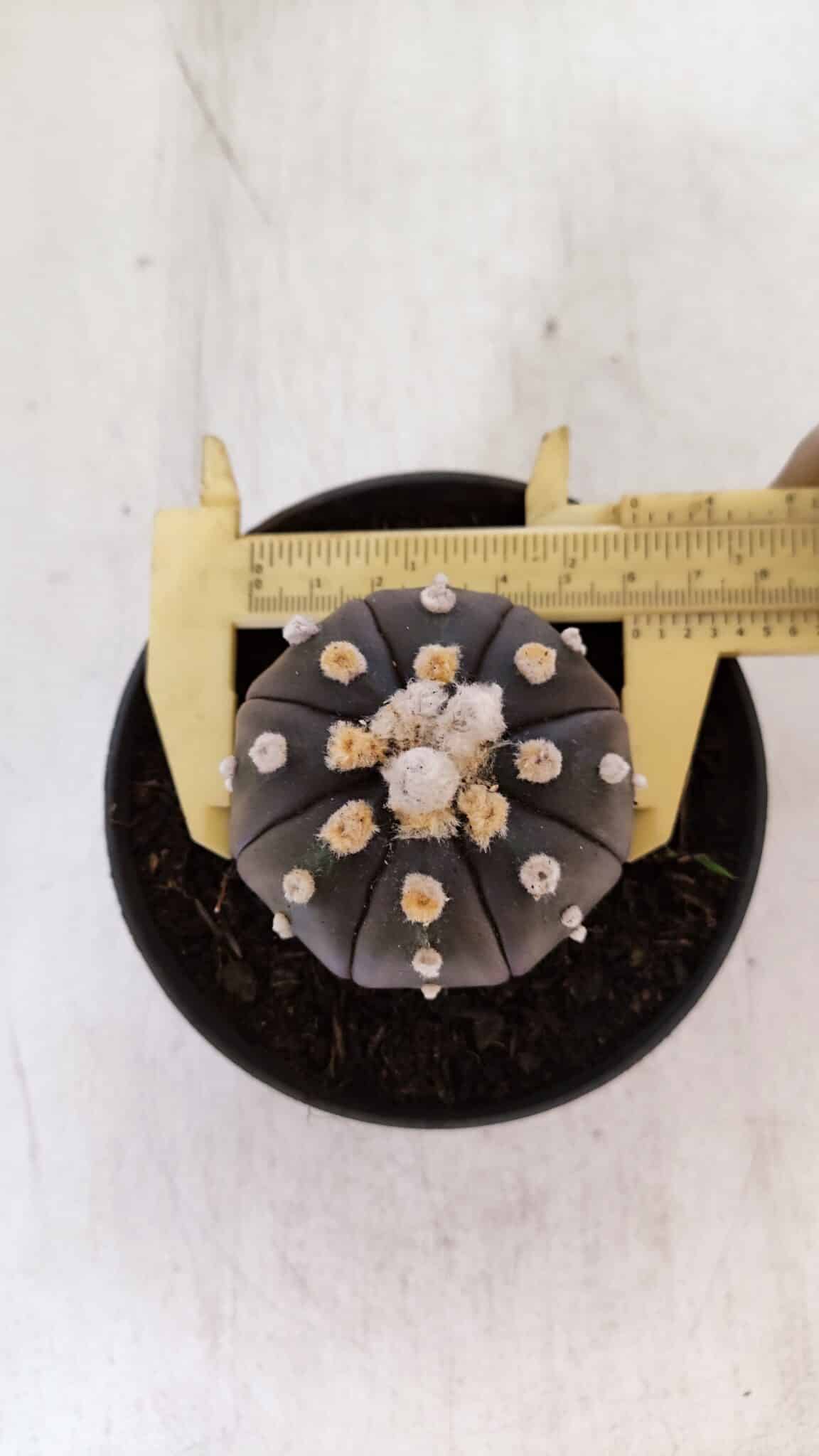ASTROPHYTUM ASTERIAS “Purple”  Nº 878 – vaso 11