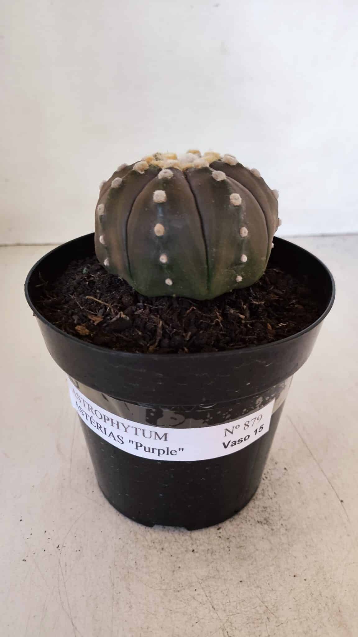 ASTROPHYTUM ASTERIAS “Purple”  Nº 879 – vaso 15