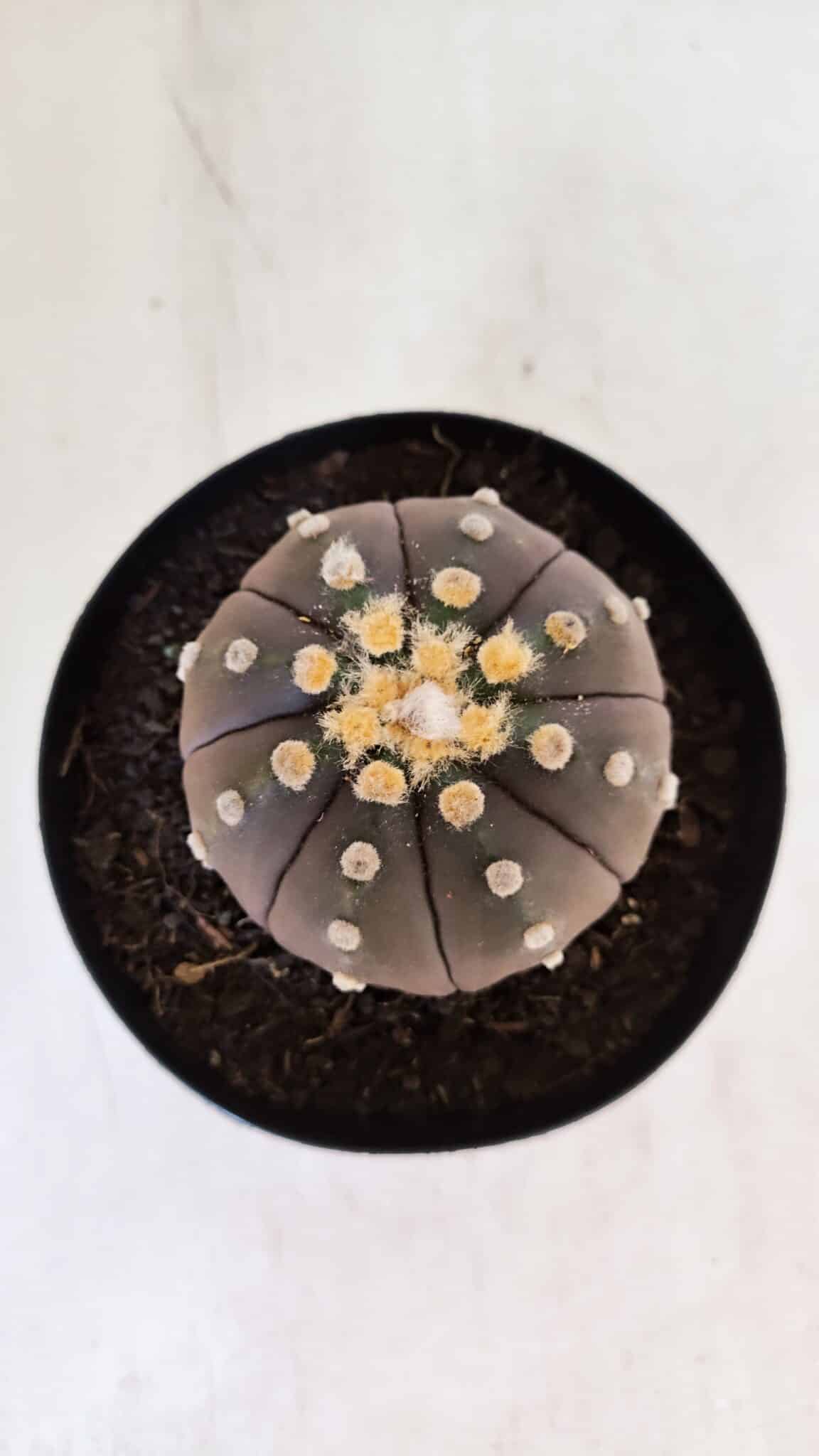 ASTROPHYTUM ASTERIAS “Purple”  Nº 879 – vaso 15