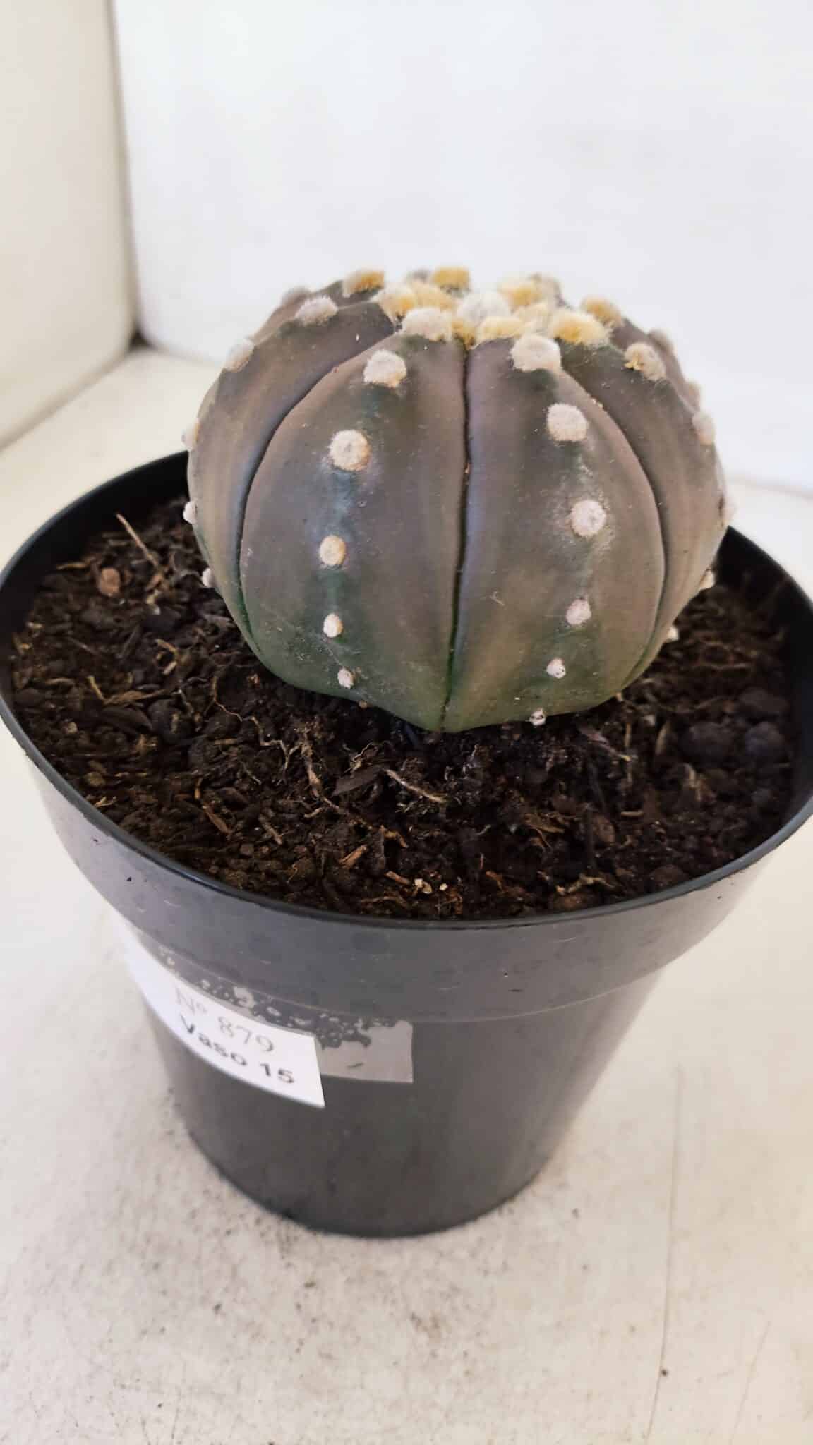 ASTROPHYTUM ASTERIAS “Purple”  Nº 879 – vaso 15