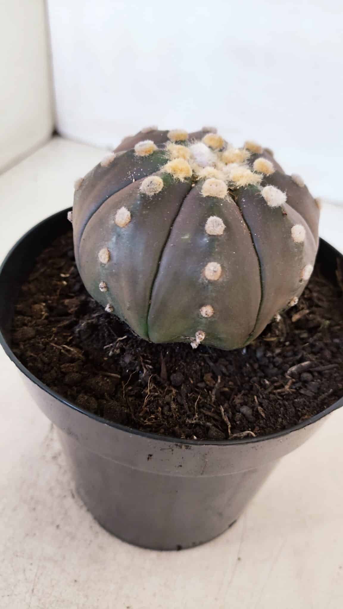 ASTROPHYTUM ASTERIAS “Purple”  Nº 879 – vaso 15