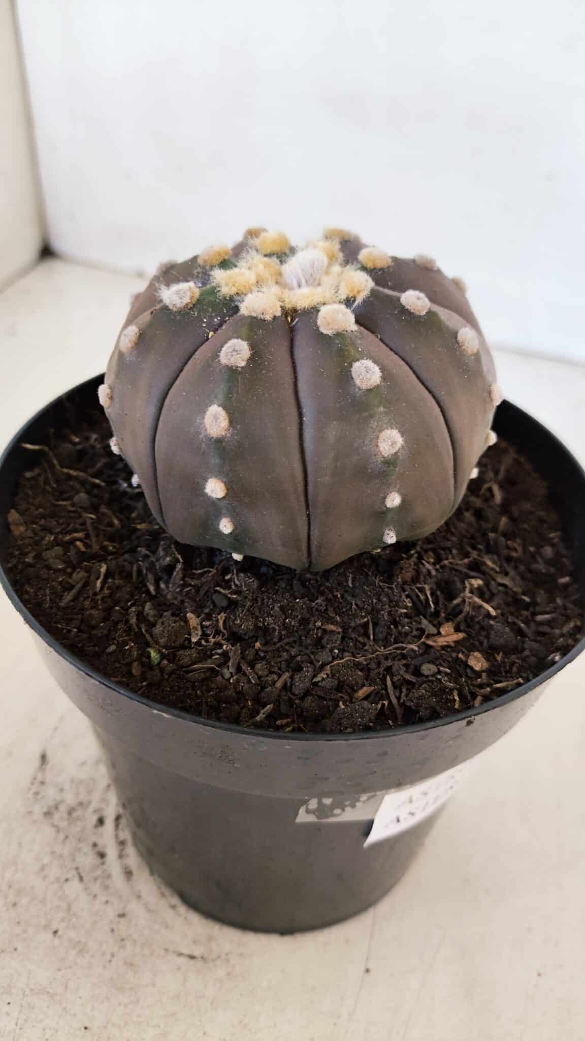 ASTROPHYTUM ASTERIAS “Purple”  Nº 879 – vaso 15