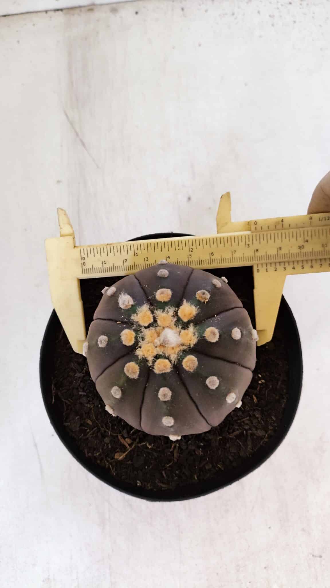 ASTROPHYTUM ASTERIAS “Purple”  Nº 879 – vaso 15