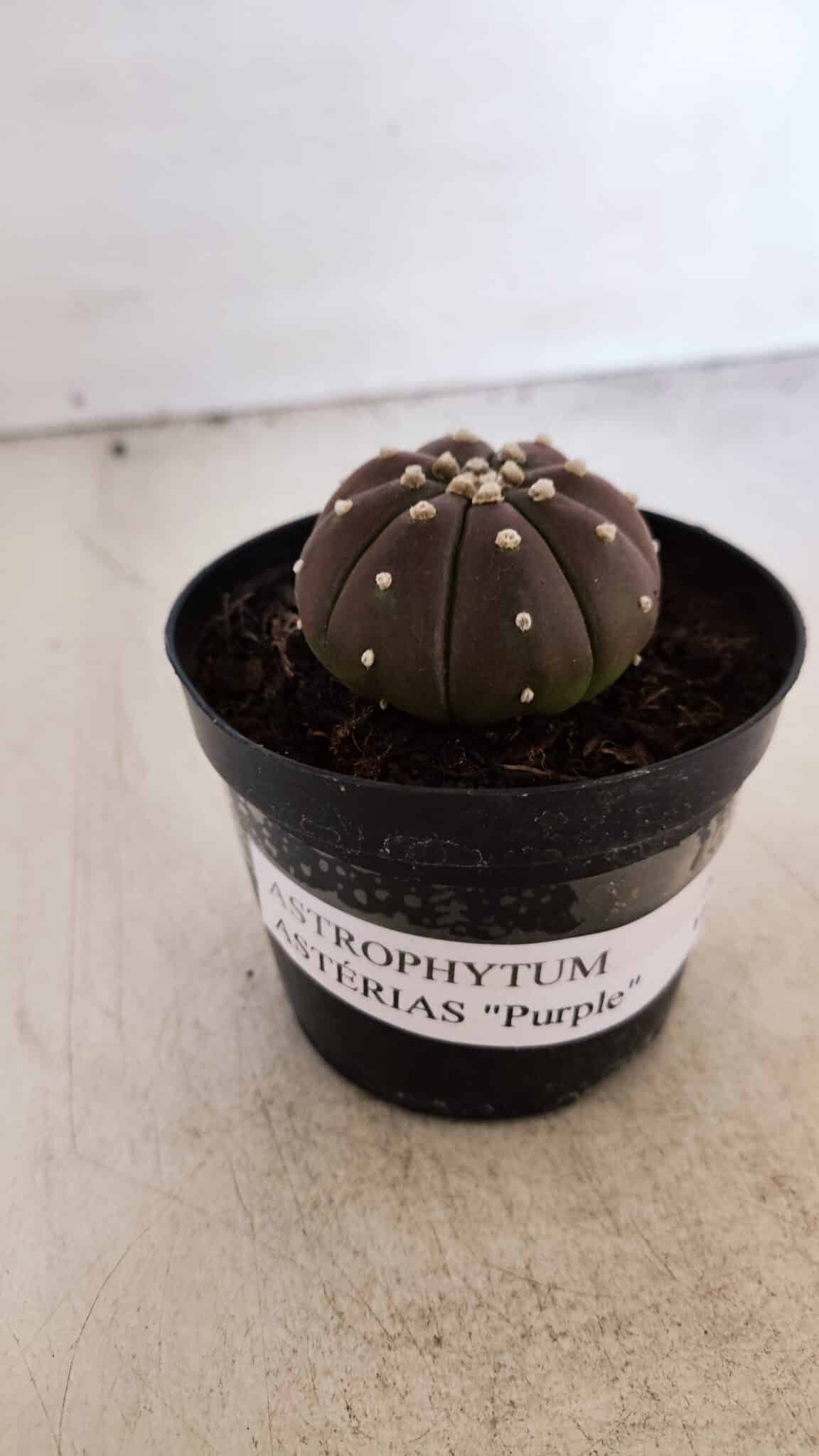 ASTROPHYTUM ASTERIAS “Purple”  Nº 880 – vaso 09