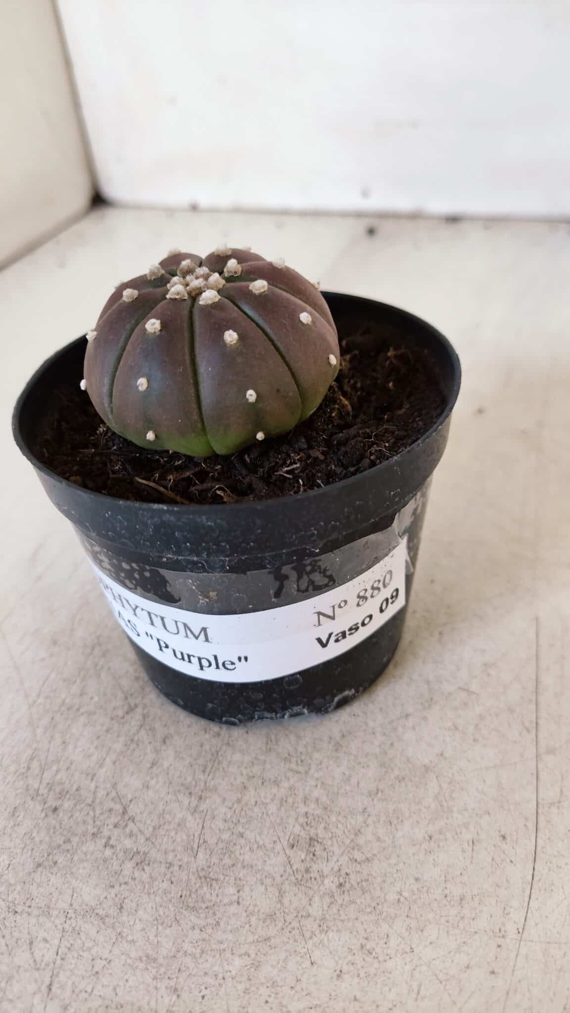ASTROPHYTUM ASTERIAS “Purple”  Nº 880 – vaso 09
