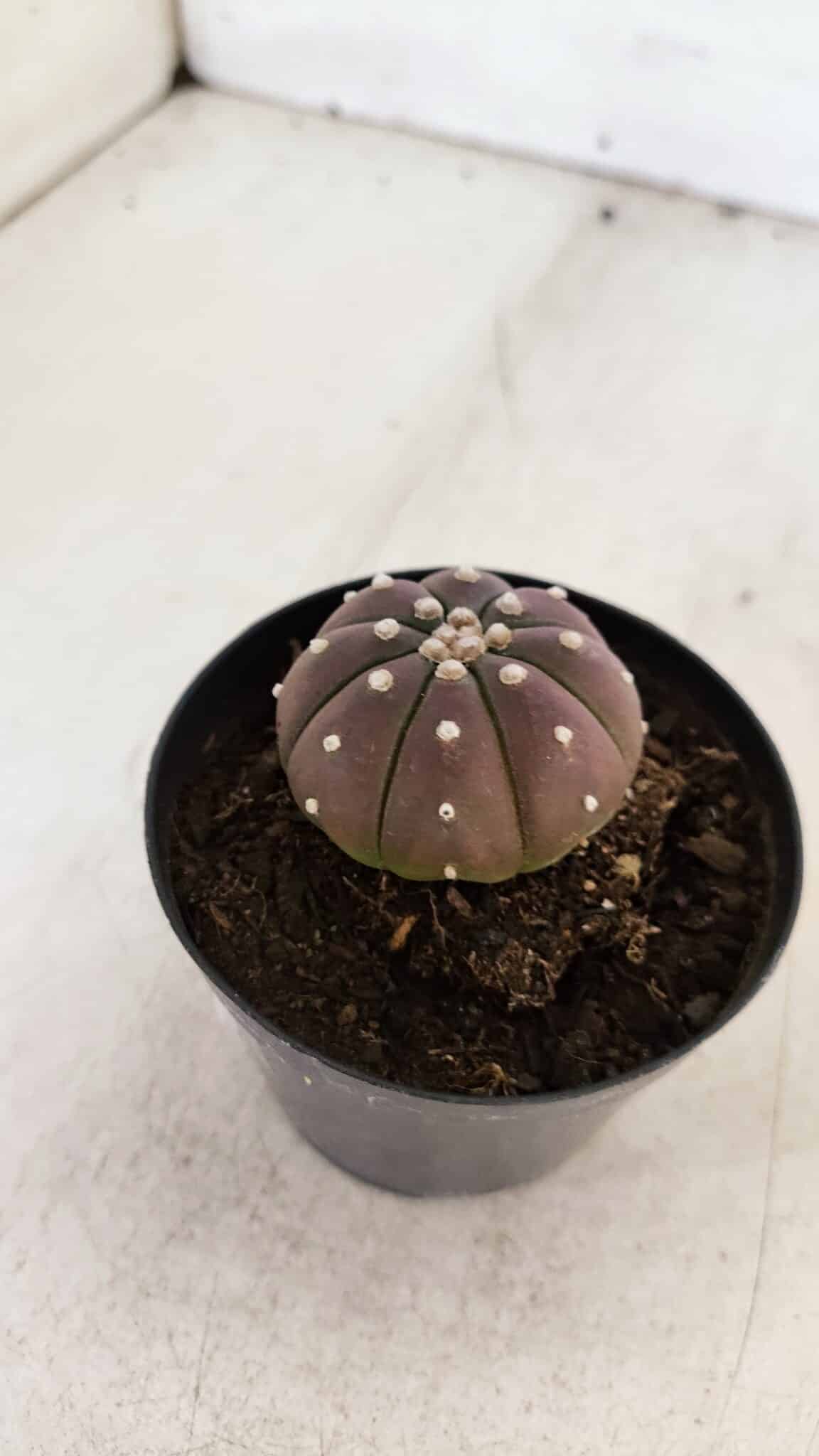 ASTROPHYTUM ASTERIAS “Purple”  Nº 880 – vaso 09
