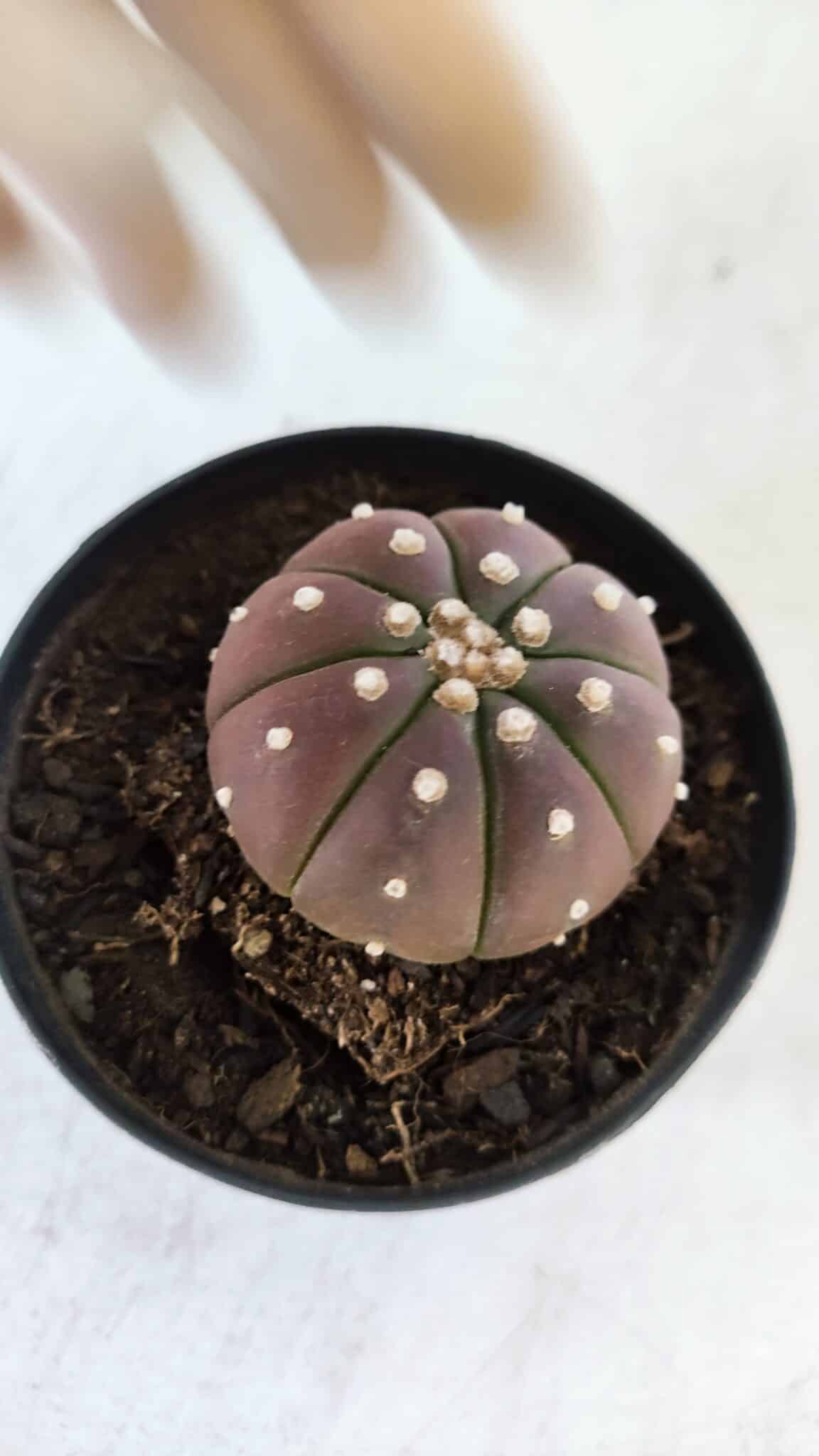ASTROPHYTUM ASTERIAS “Purple”  Nº 880 – vaso 09