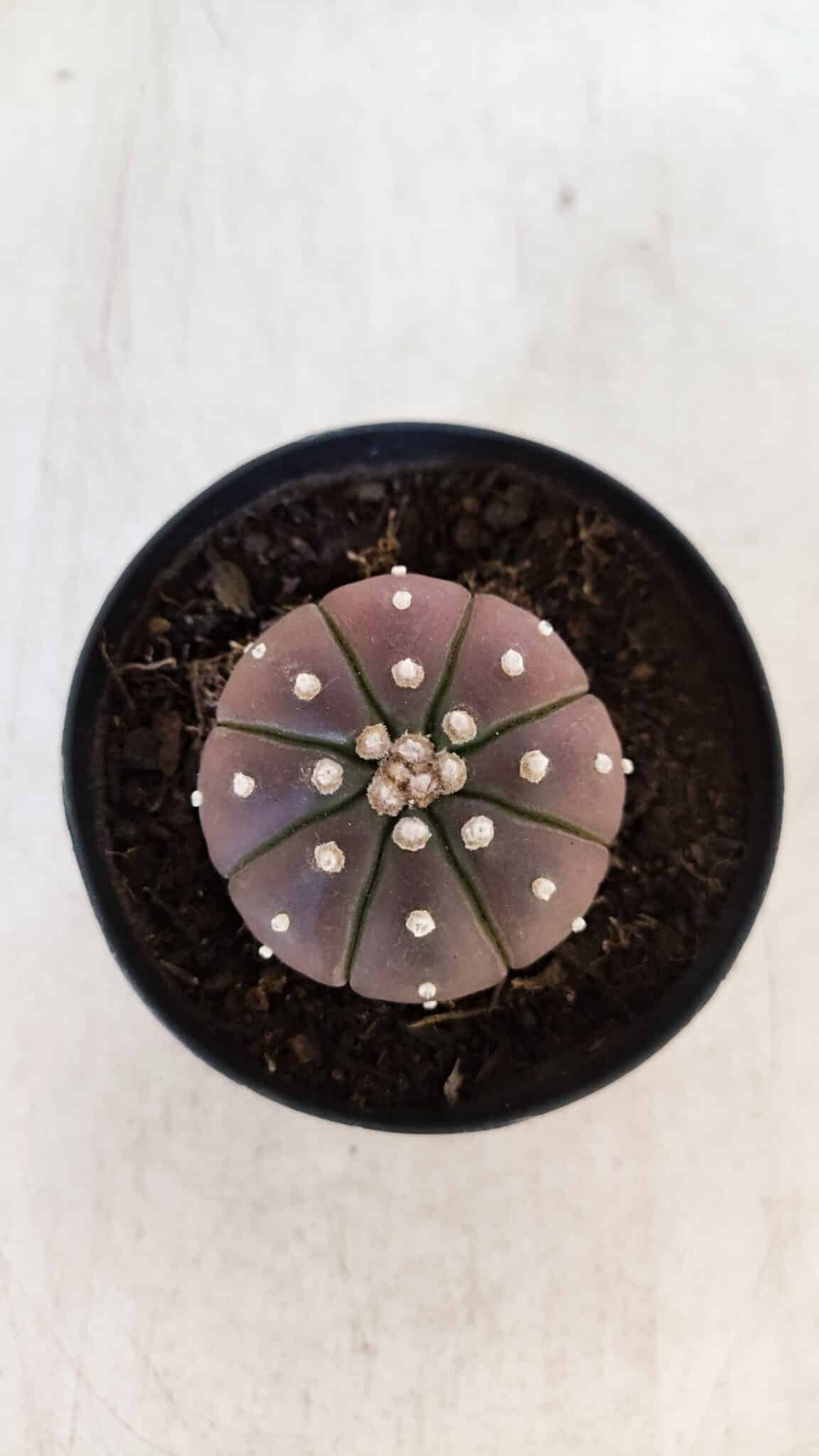 ASTROPHYTUM ASTERIAS “Purple”  Nº 880 – vaso 09