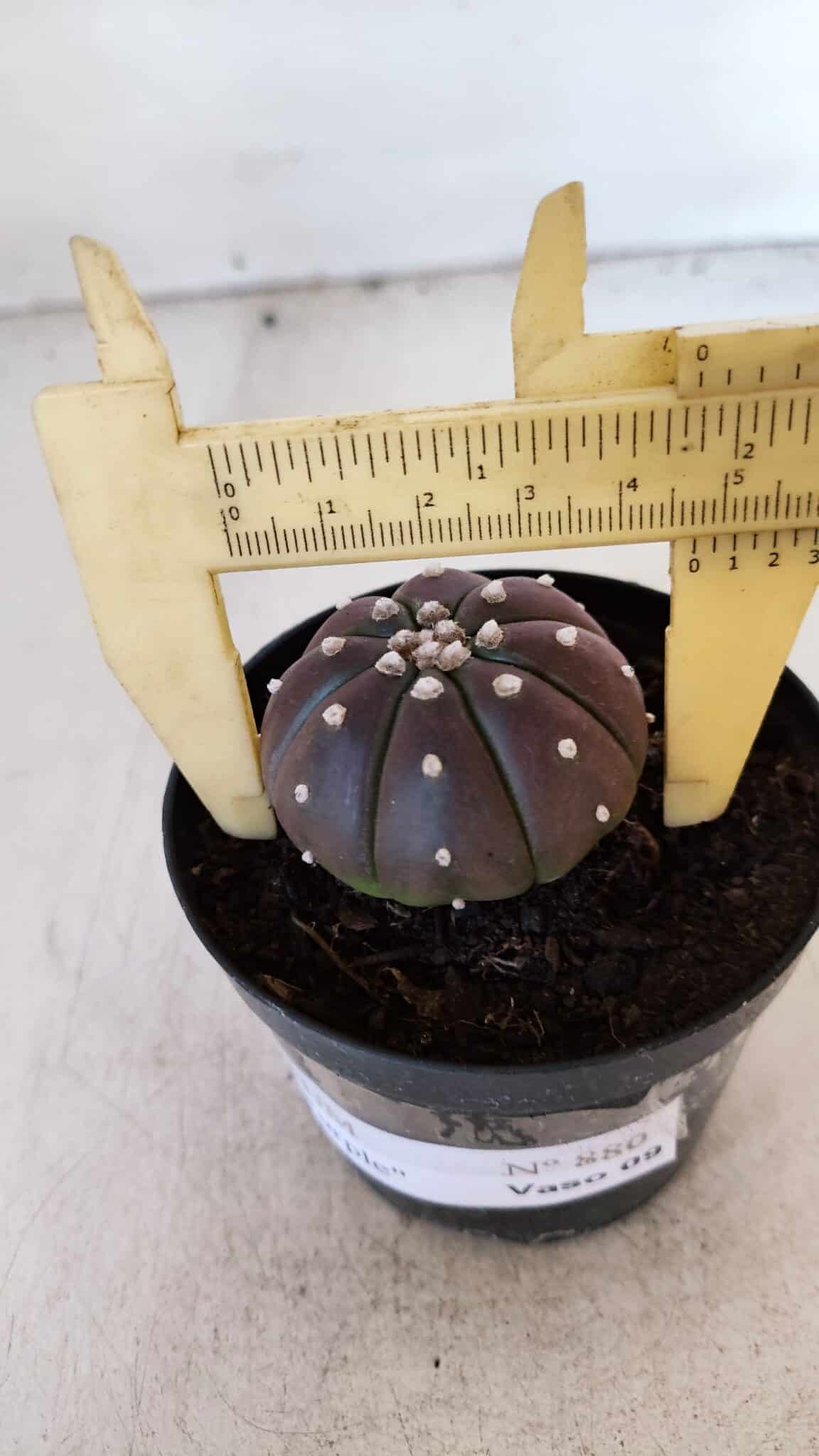 ASTROPHYTUM ASTERIAS “Purple”  Nº 880 – vaso 09