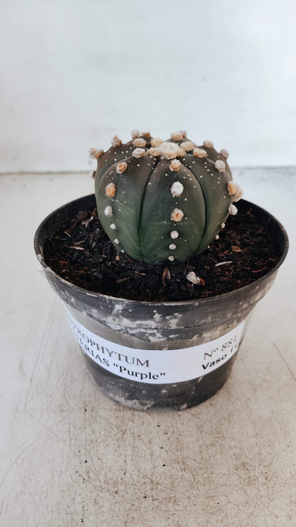 ASTROPHYTUM ASTERIAS “Purple”  Nº 881 – vaso 11