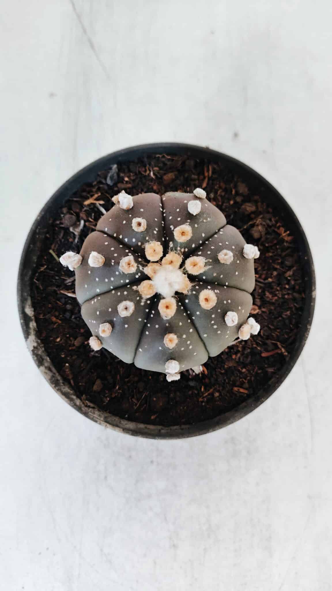 ASTROPHYTUM ASTERIAS “Purple”  Nº 881 – vaso 11