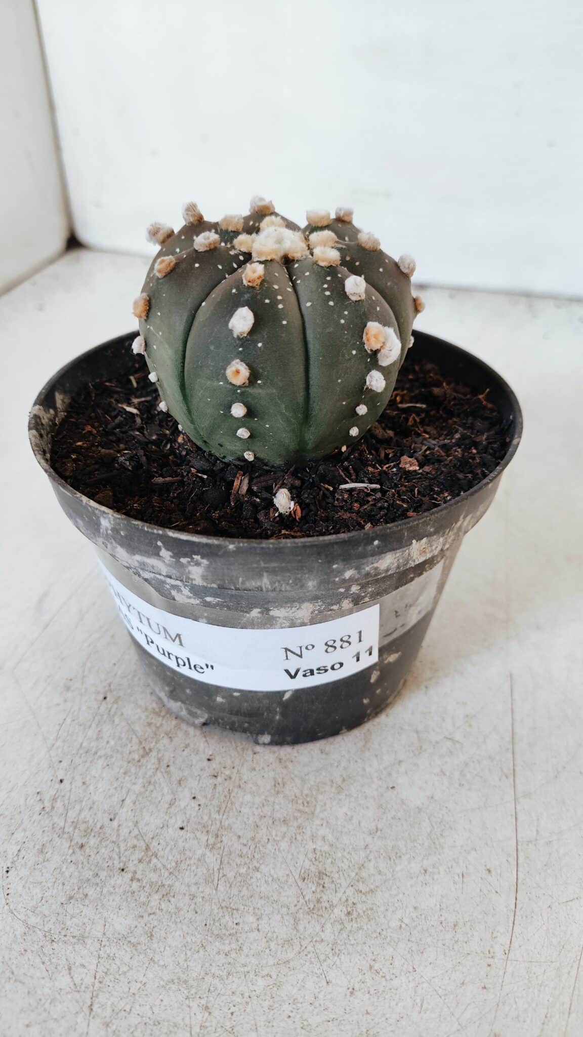 ASTROPHYTUM ASTERIAS “Purple”  Nº 881 – vaso 11