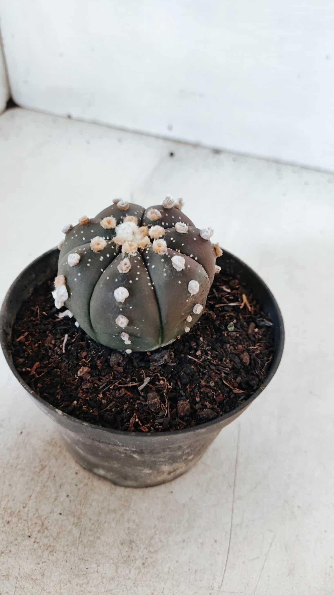ASTROPHYTUM ASTERIAS “Purple”  Nº 881 – vaso 11