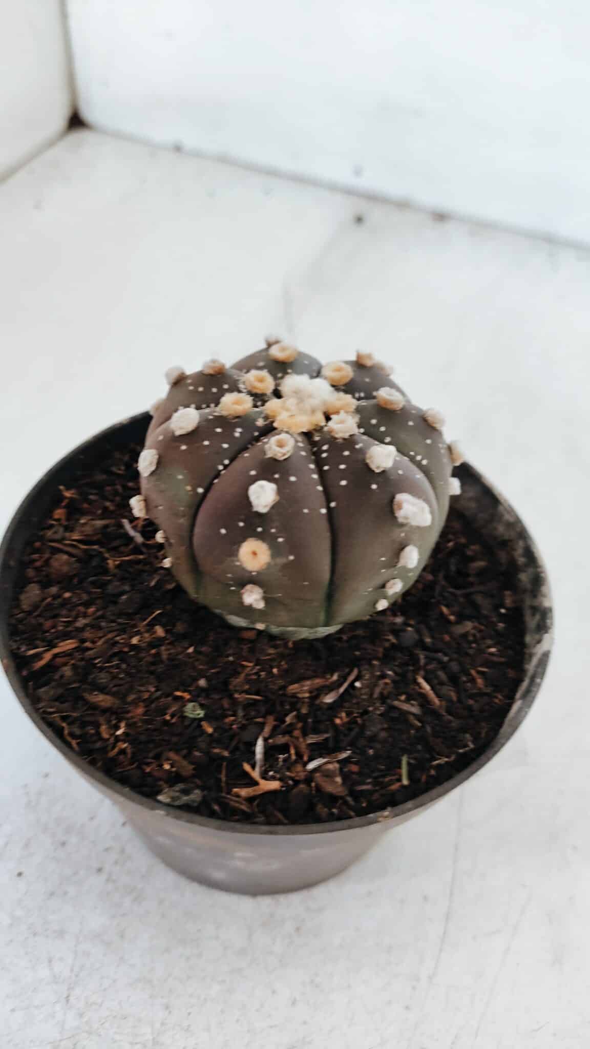 ASTROPHYTUM ASTERIAS “Purple”  Nº 881 – vaso 11