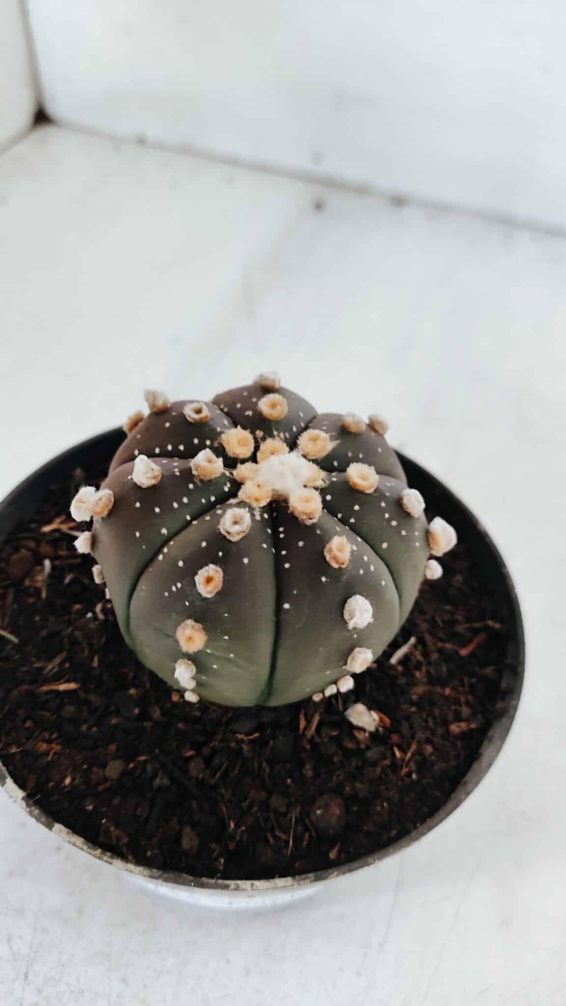 ASTROPHYTUM ASTERIAS “Purple”  Nº 881 – vaso 11