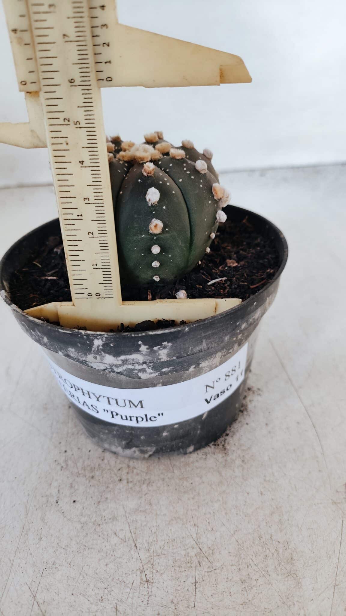 ASTROPHYTUM ASTERIAS “Purple”  Nº 881 – vaso 11
