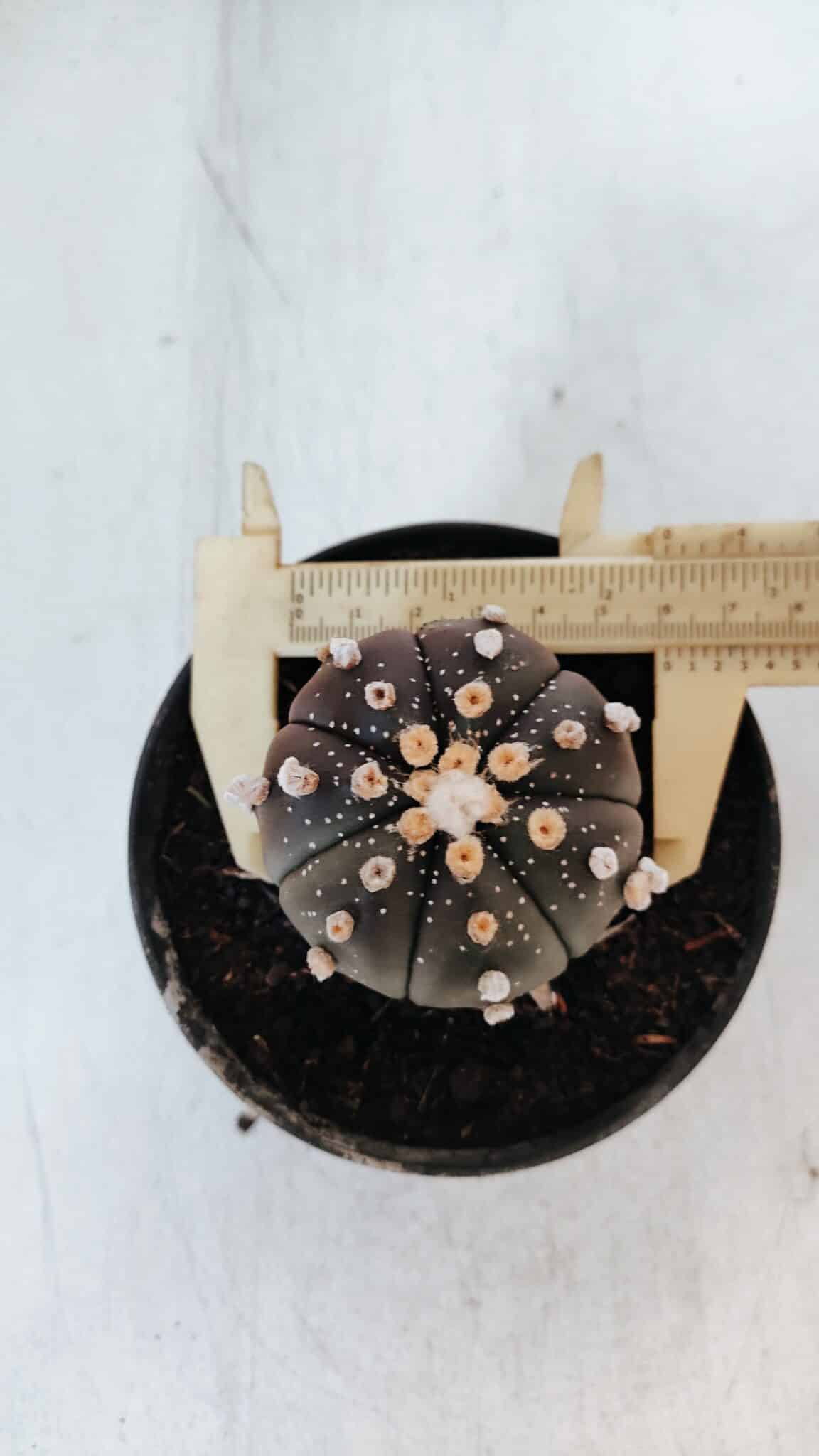ASTROPHYTUM ASTERIAS “Purple”  Nº 881 – vaso 11