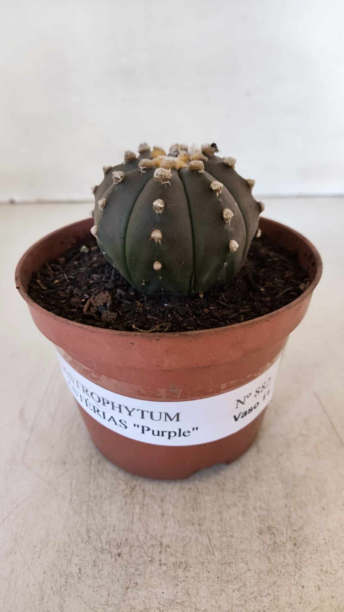 ASTROPHYTUM ASTERIAS “Purple”  Nº 882 – vaso 11