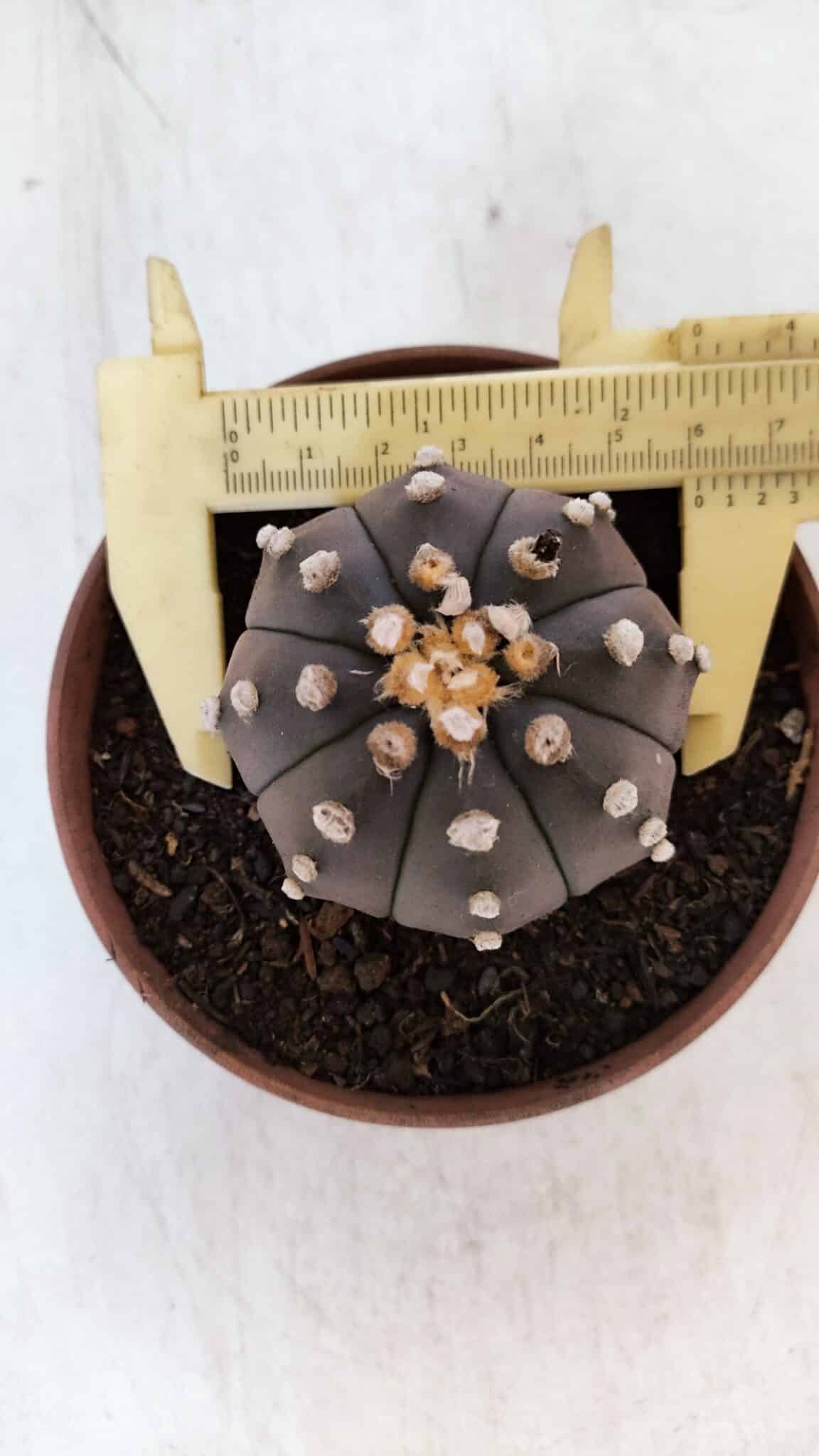 ASTROPHYTUM ASTERIAS “Purple”  Nº 882 – vaso 11