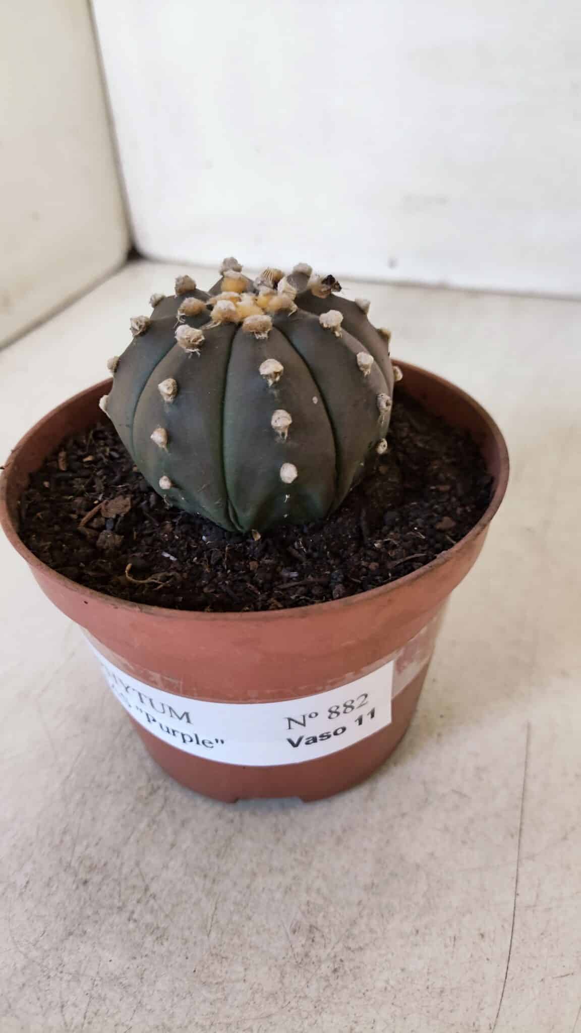 ASTROPHYTUM ASTERIAS “Purple”  Nº 882 – vaso 11