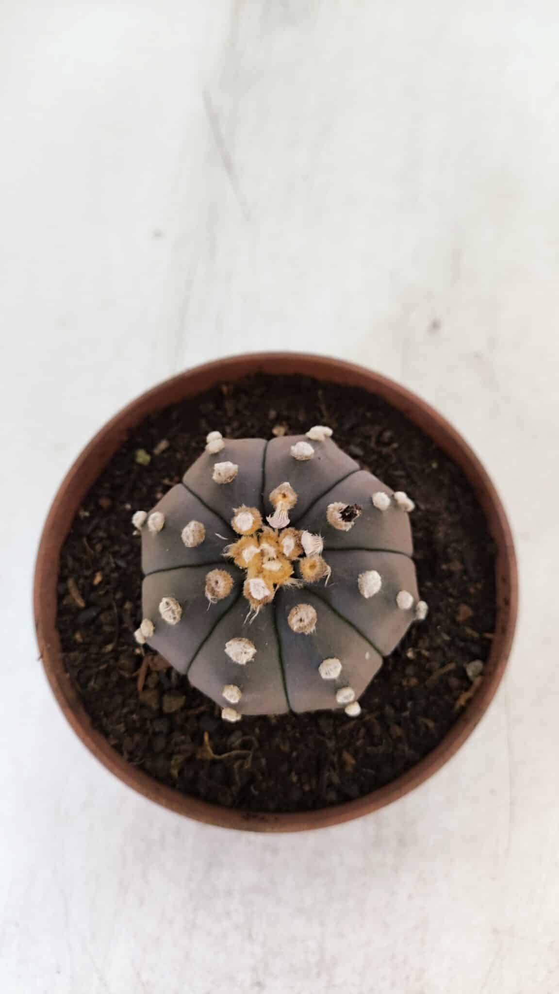 ASTROPHYTUM ASTERIAS “Purple”  Nº 882 – vaso 11
