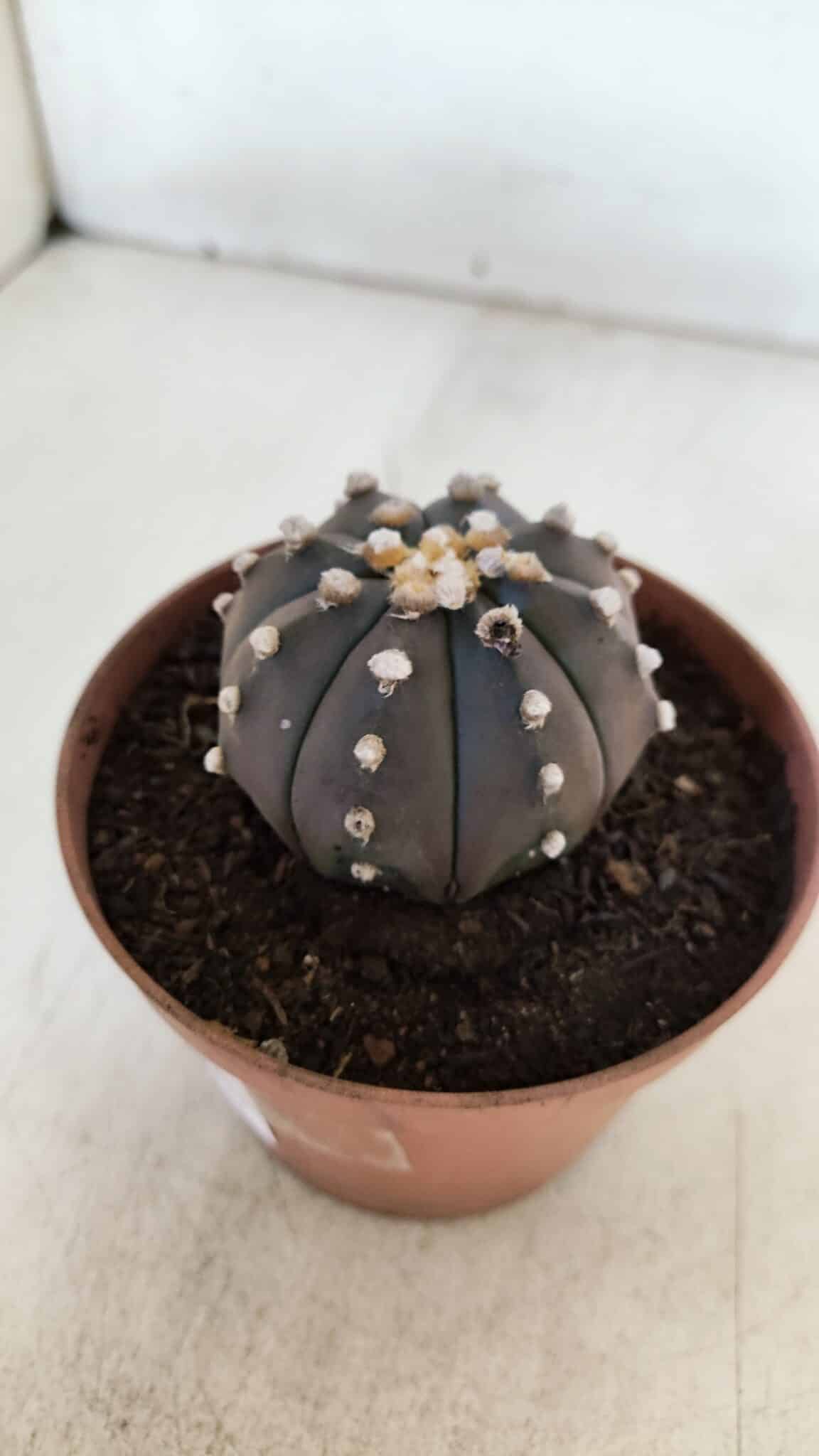 ASTROPHYTUM ASTERIAS “Purple”  Nº 882 – vaso 11