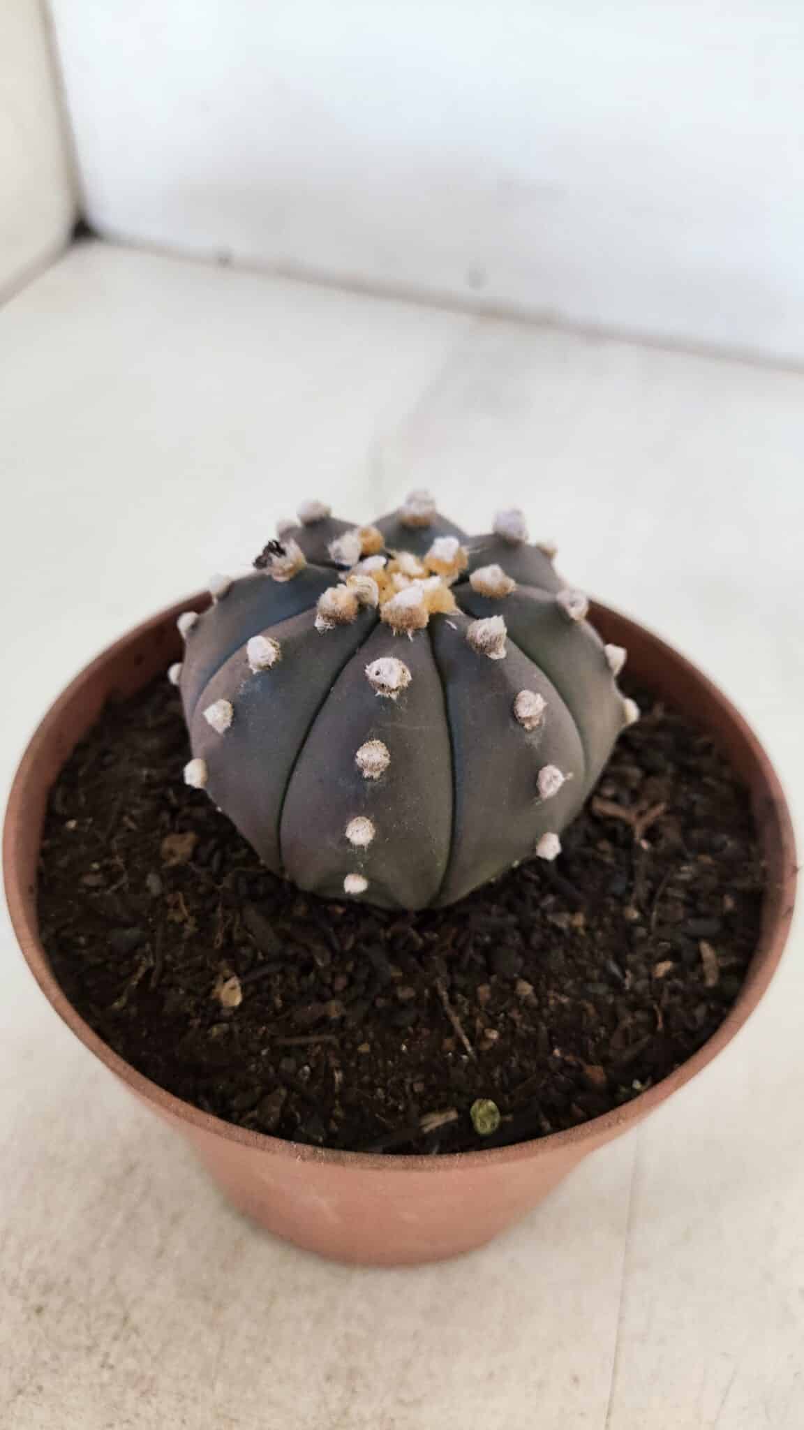 ASTROPHYTUM ASTERIAS “Purple”  Nº 882 – vaso 11