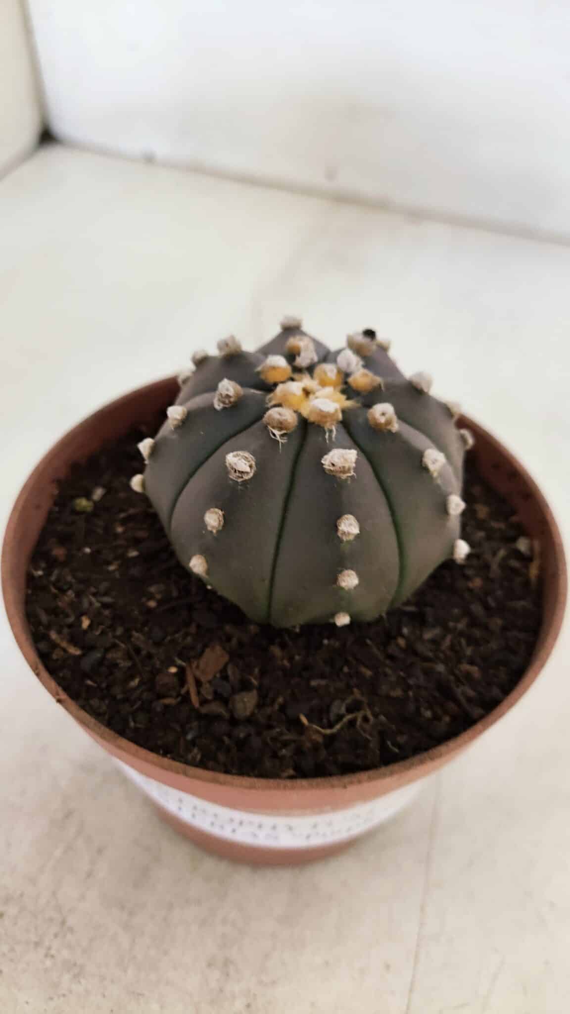ASTROPHYTUM ASTERIAS “Purple”  Nº 882 – vaso 11
