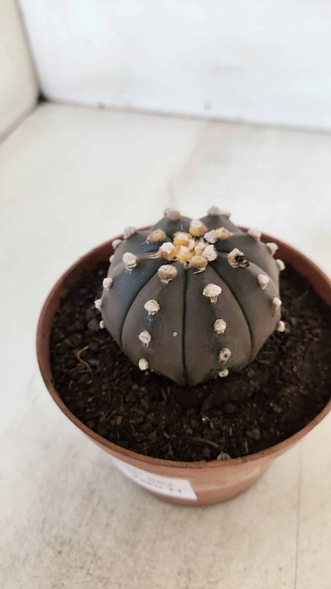 ASTROPHYTUM ASTERIAS “Purple”  Nº 882 – vaso 11