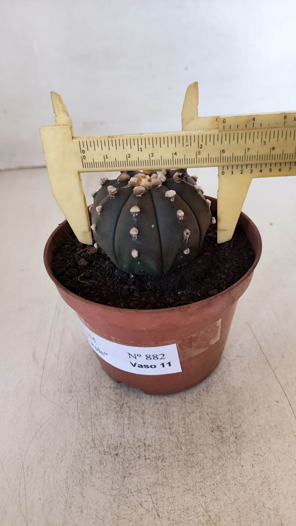 ASTROPHYTUM ASTERIAS “Purple”  Nº 882 – vaso 11