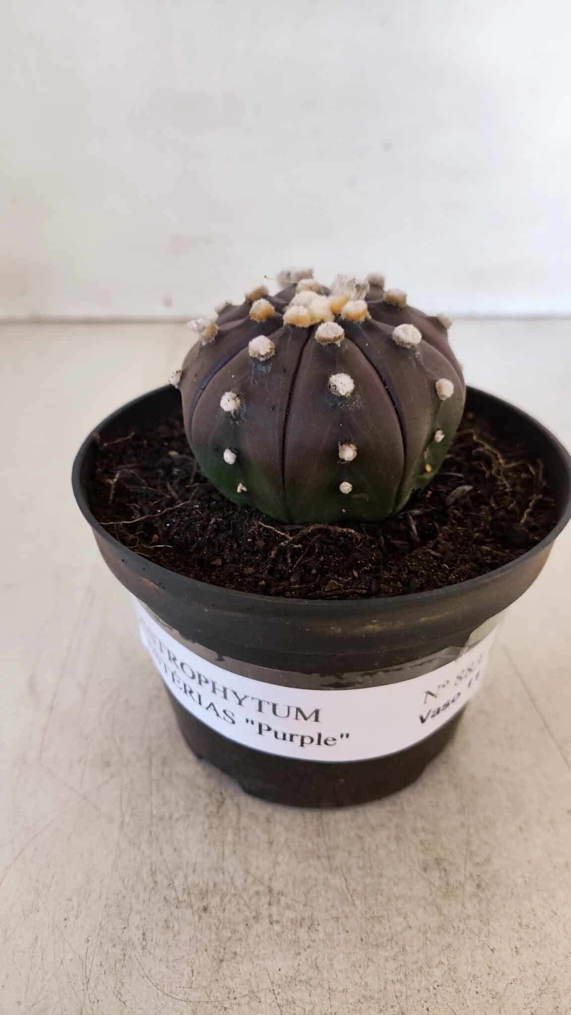 ASTROPHYTUM ASTERIAS “Purple”  Nº 883 – vaso 11