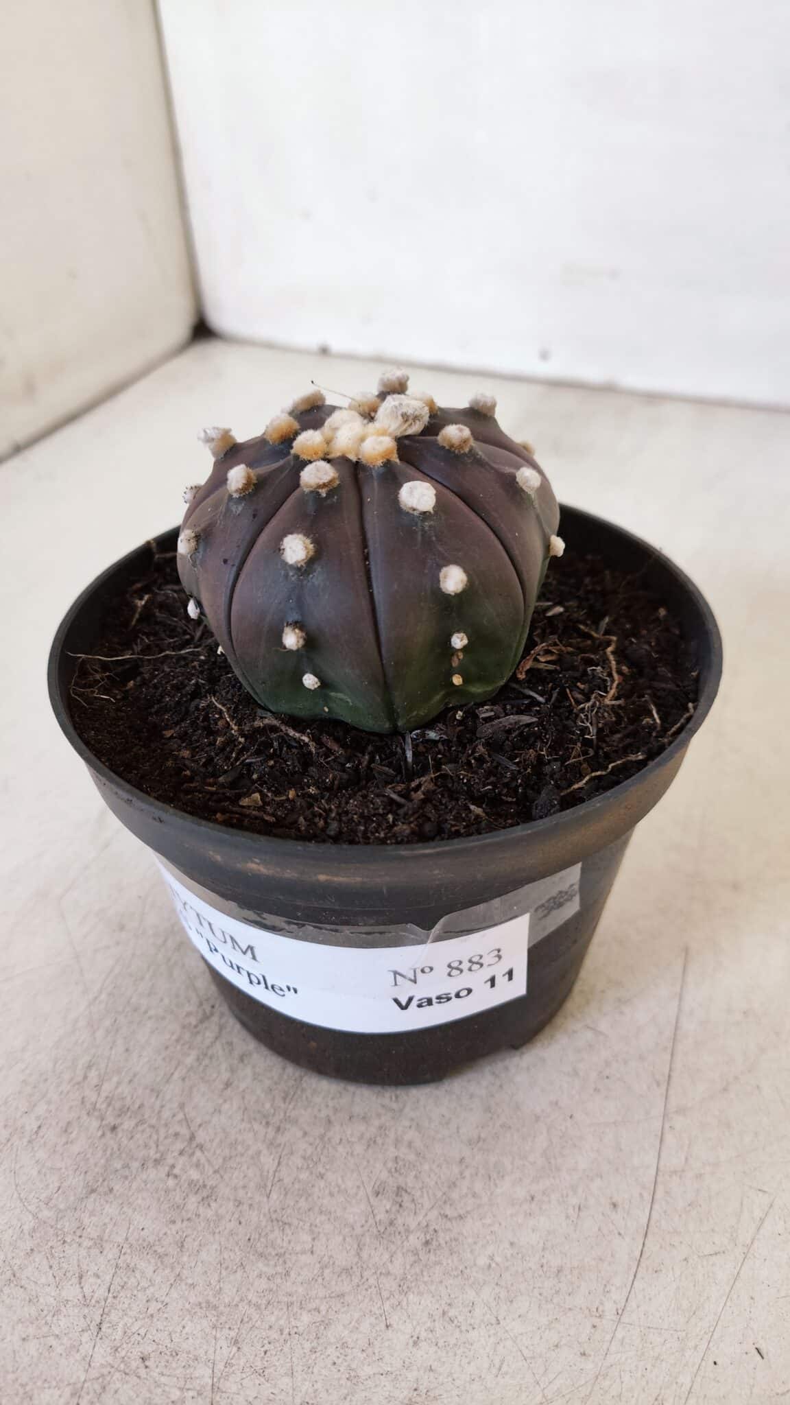 ASTROPHYTUM ASTERIAS “Purple”  Nº 883 – vaso 11