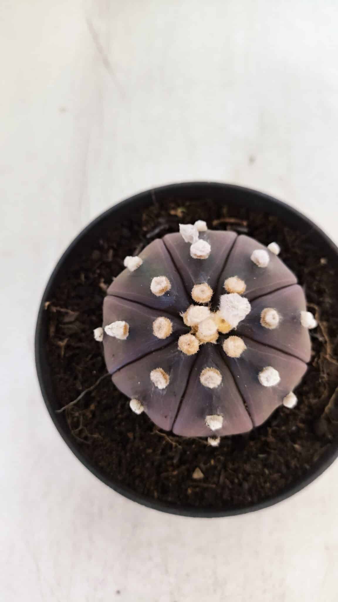 ASTROPHYTUM ASTERIAS “Purple”  Nº 883 – vaso 11