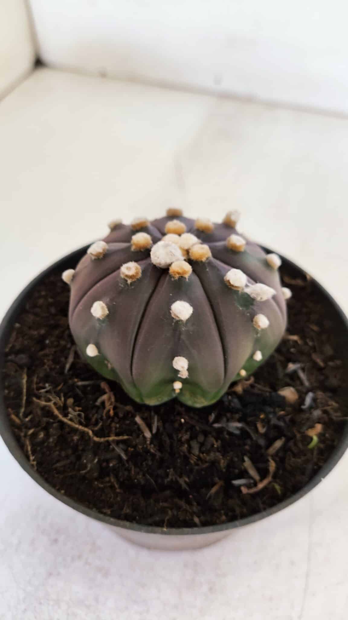 ASTROPHYTUM ASTERIAS “Purple”  Nº 883 – vaso 11