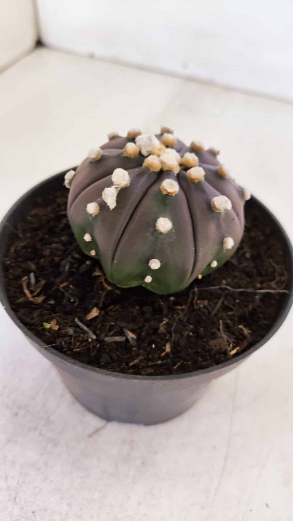 ASTROPHYTUM ASTERIAS “Purple”  Nº 883 – vaso 11